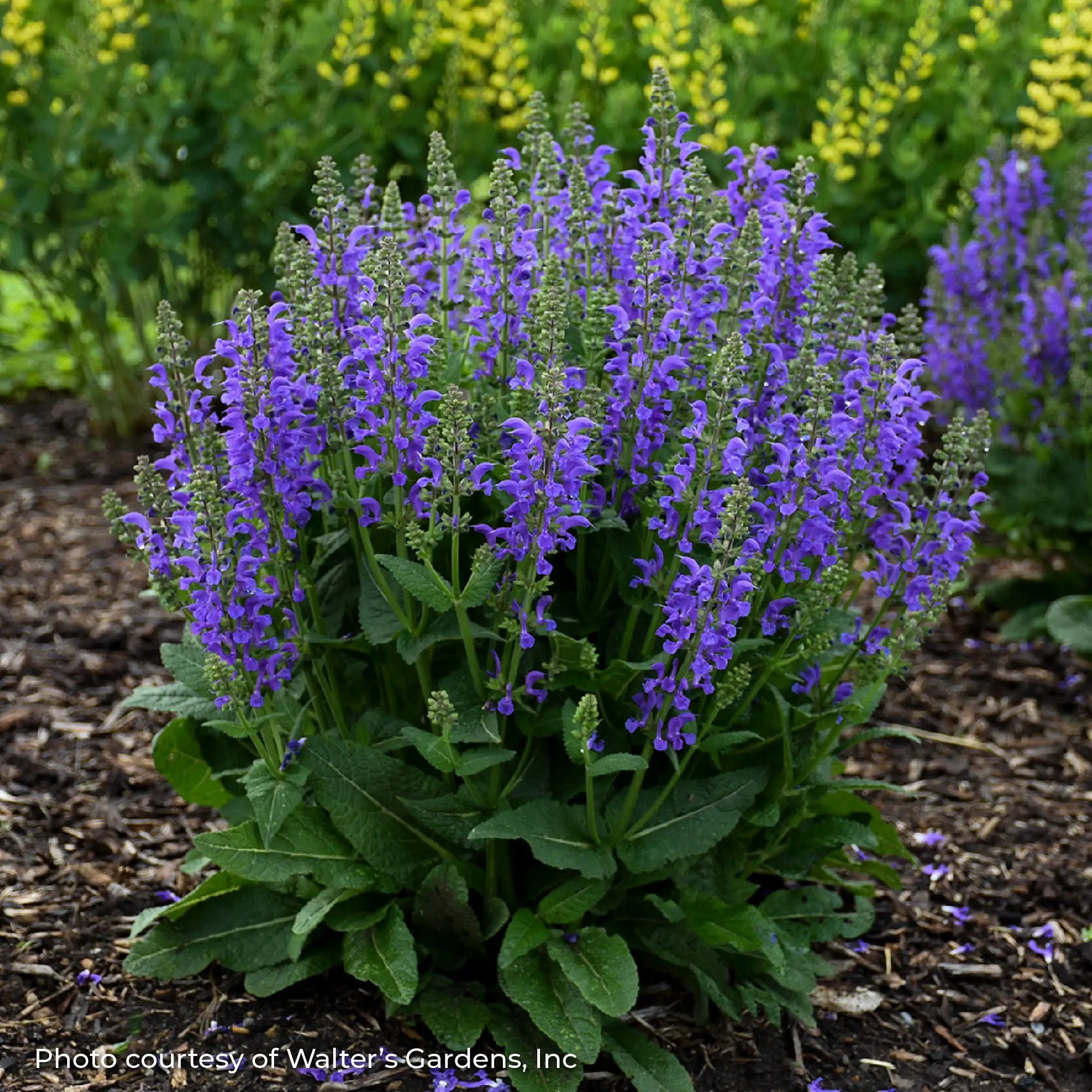 Meadow Sage Fashionista® 'Midnight Model'