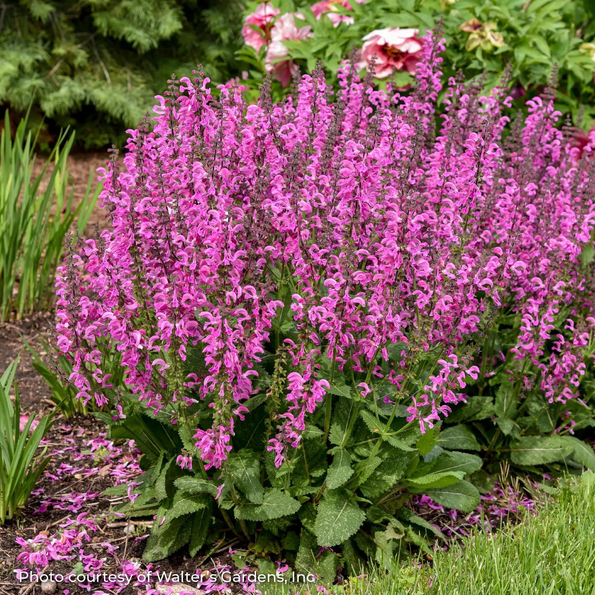 Meadow Sage Fashionista® 'Moulin Rouge'