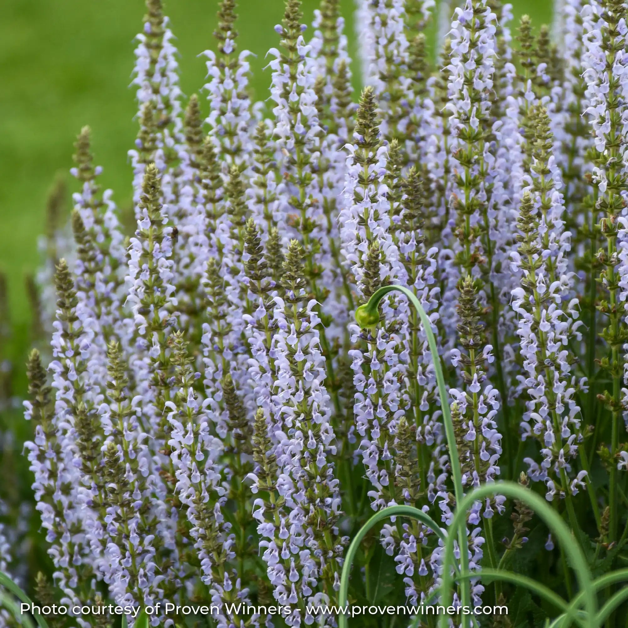 Meadow Sage 'Perfect Profusion'