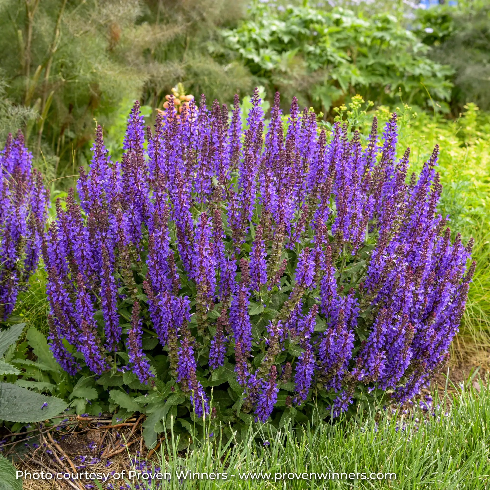 Meadow Sage 'Violet Profusion'