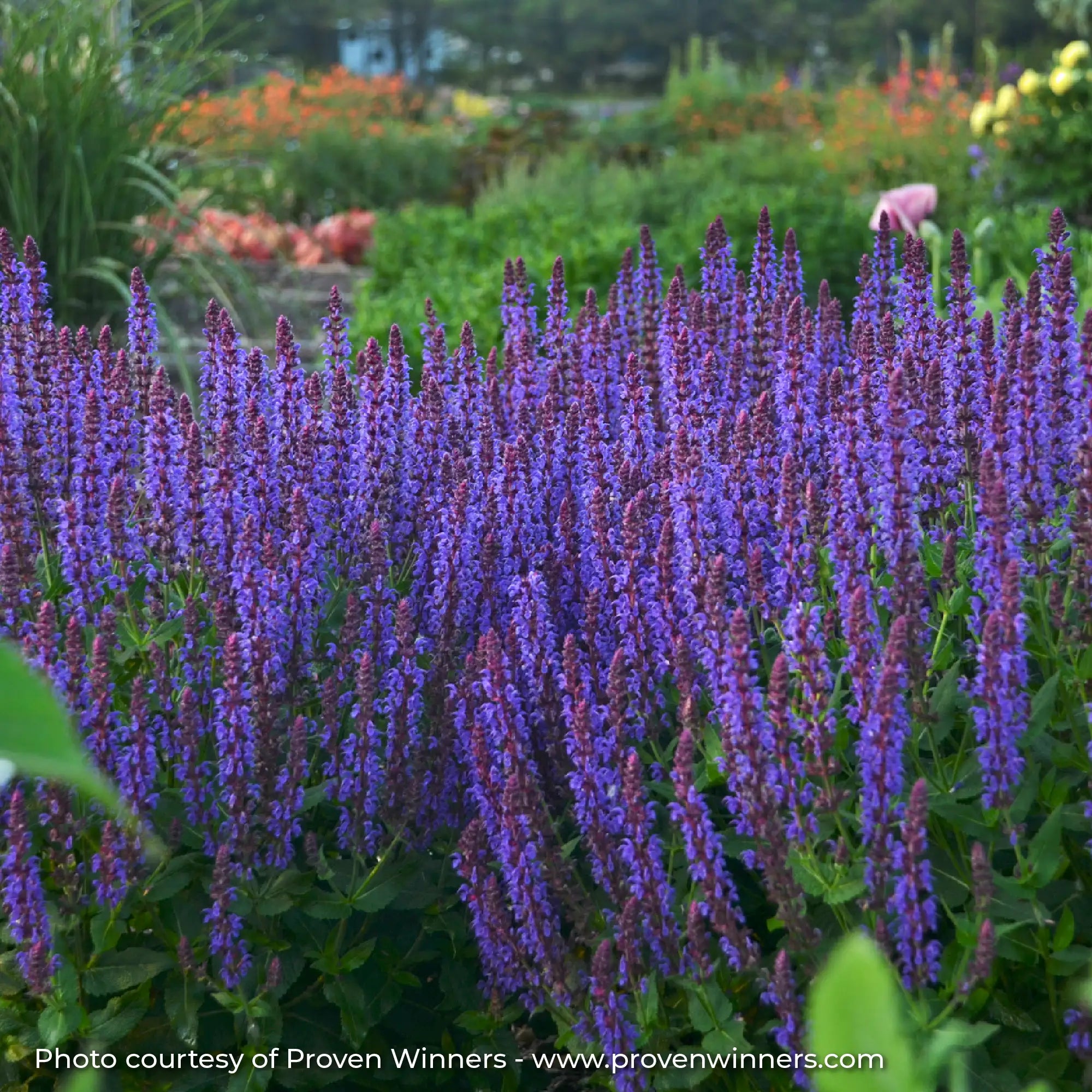 Meadow Sage Color Spires® 'Violet Riot'