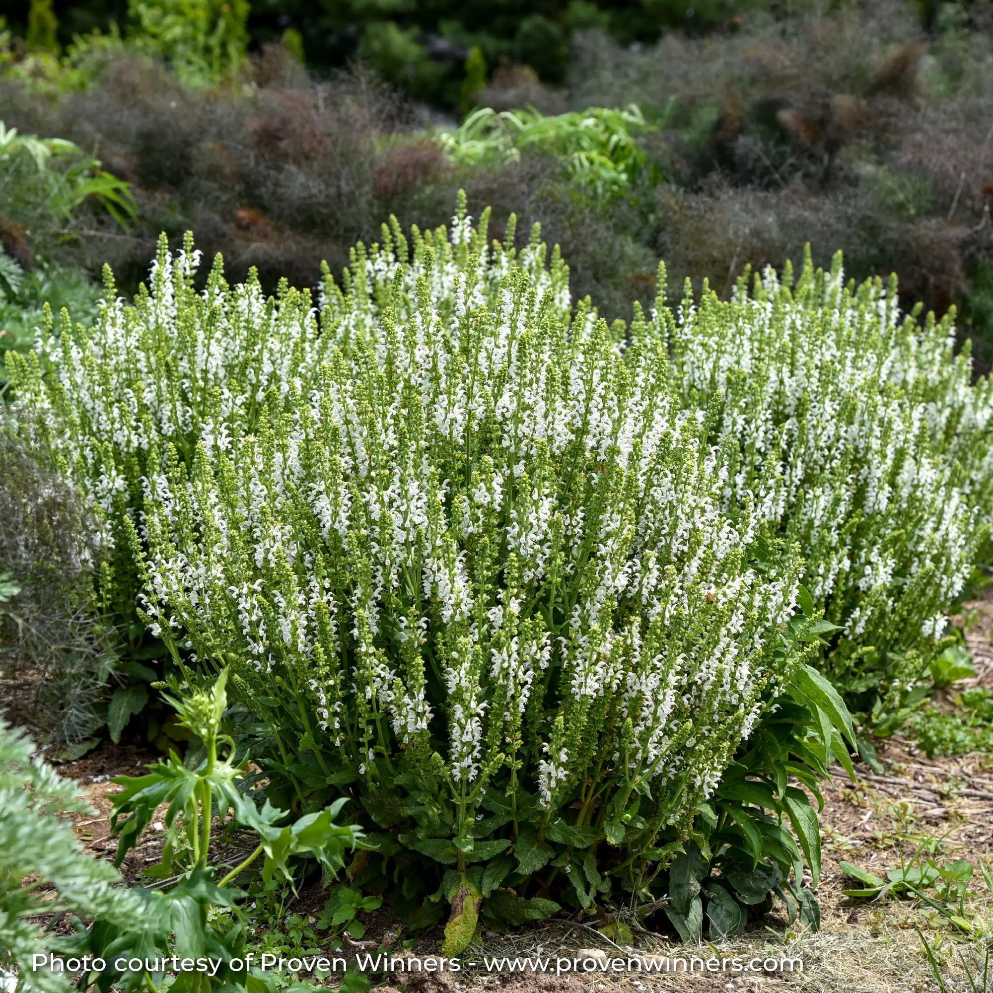 Meadow Sage 'White Profusion'