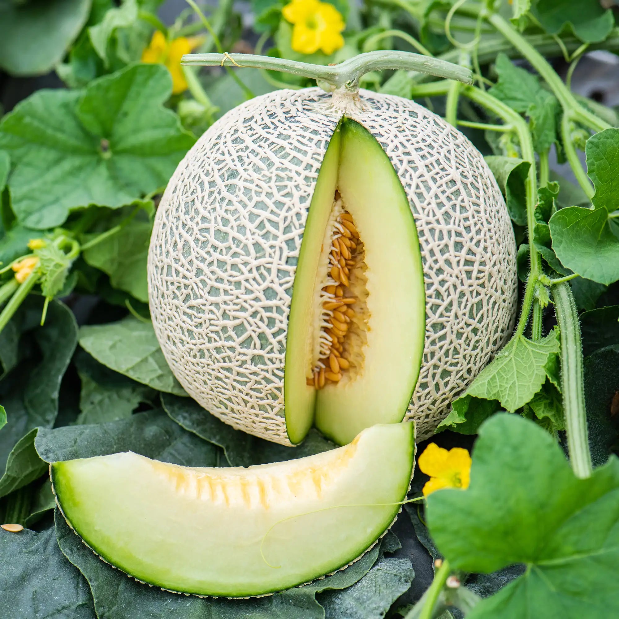 Honeydew melon with a slice cut open, surrounded by green leaves and small yellow flowers.