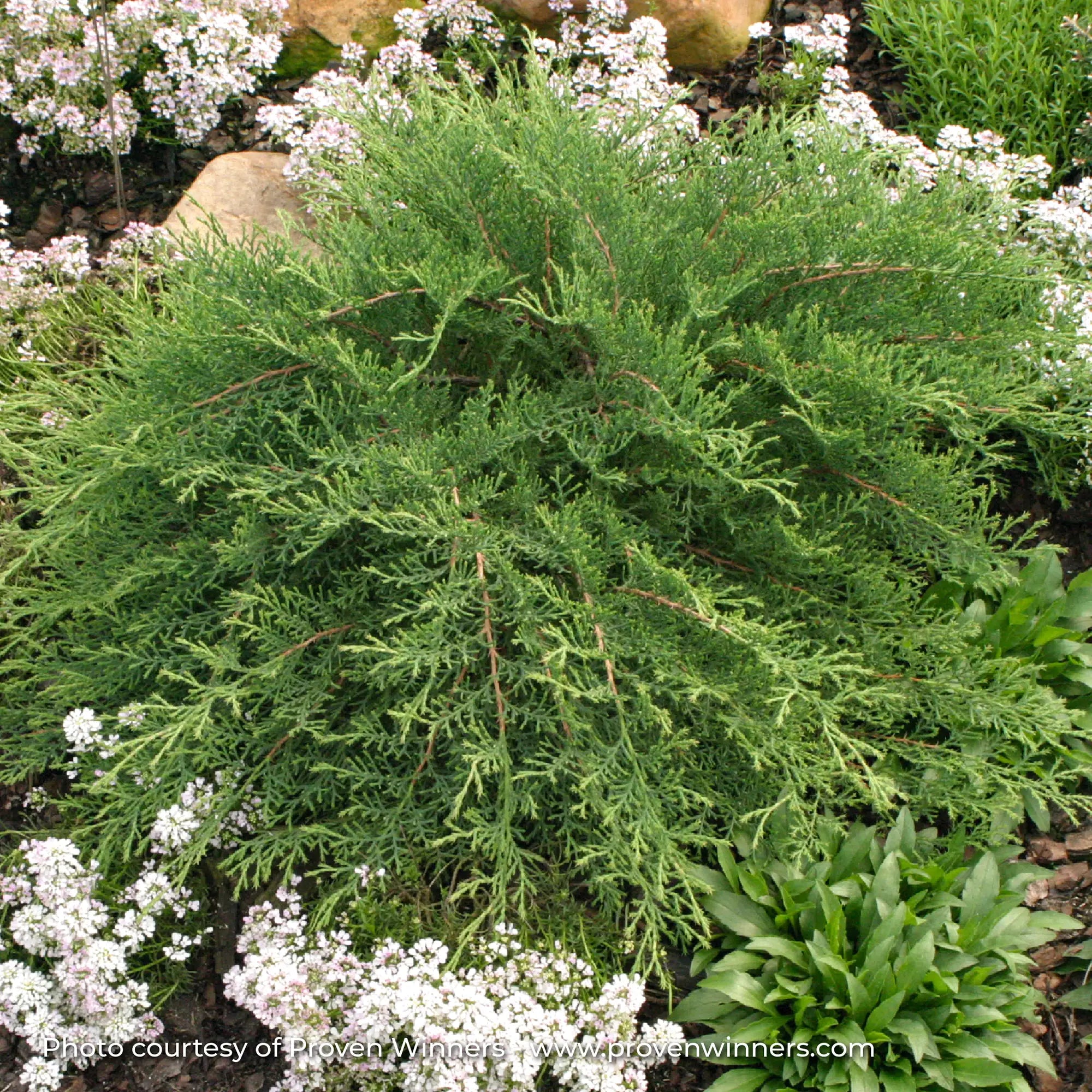 Siberian Cypress 'Celtic Pride®'