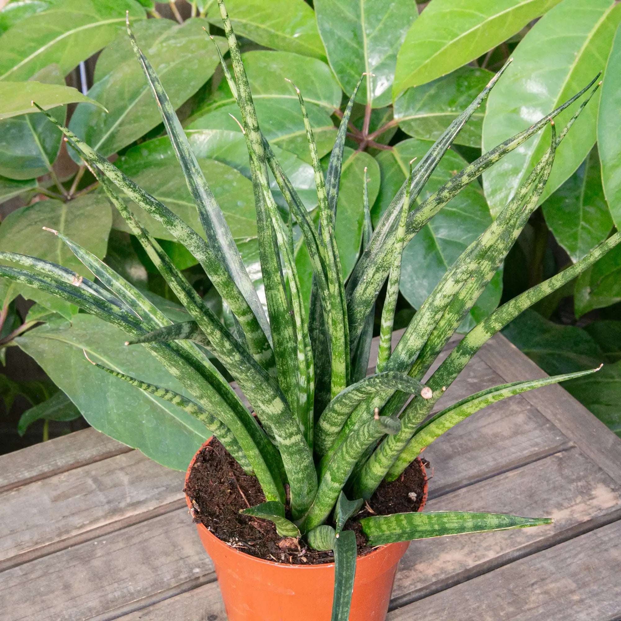Snake Plant 'Mikado Fernwood'