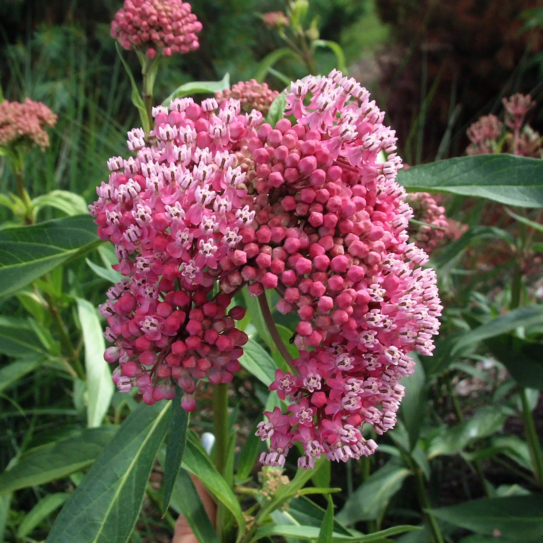 Milkweed Swamp 'Cinderella'