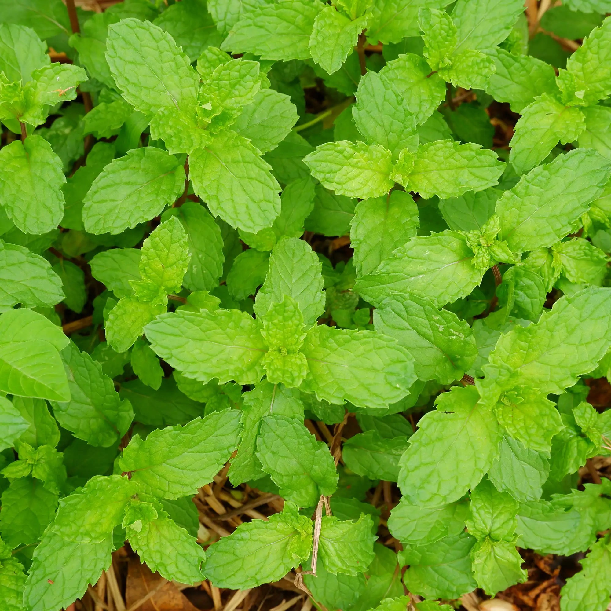 Close-up of green mint leaves planted in garden with straw mulch
