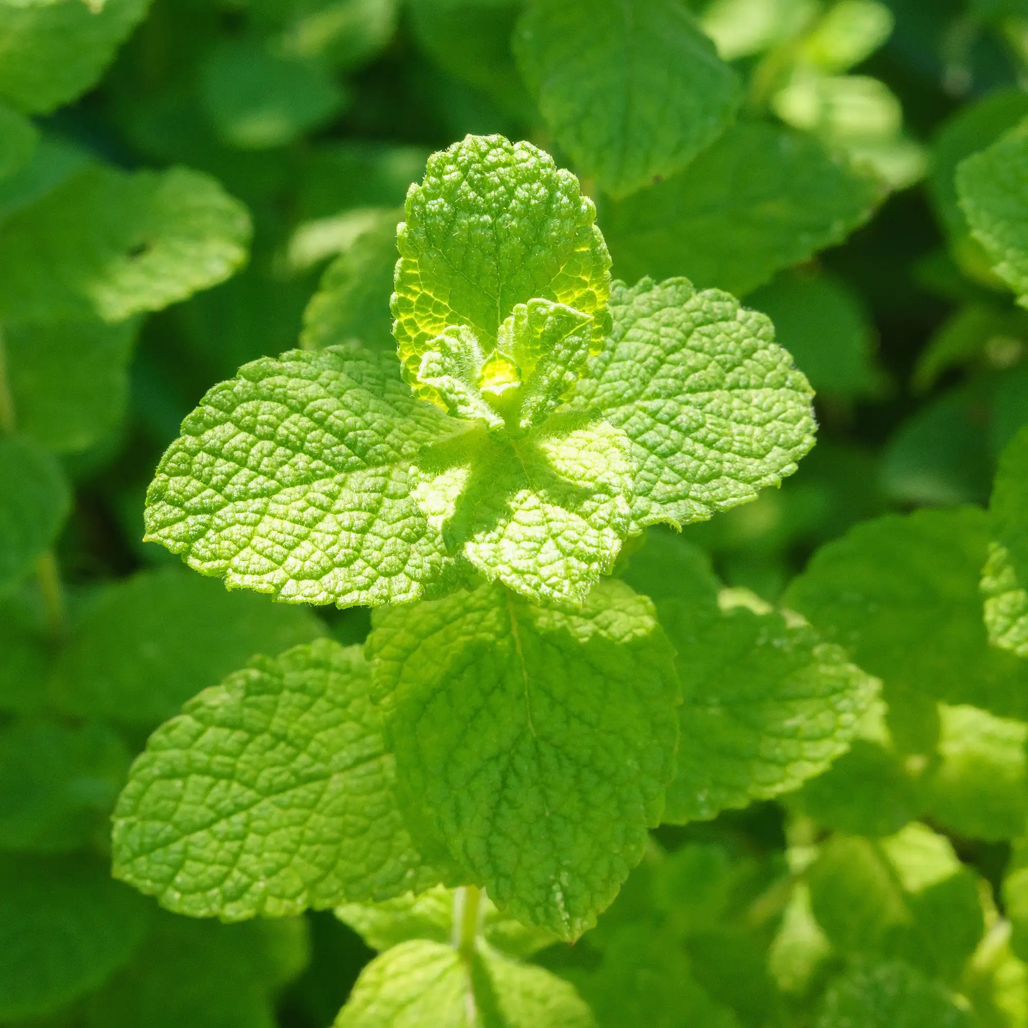 Close-up of a green apple mint plant with a blurred green background
