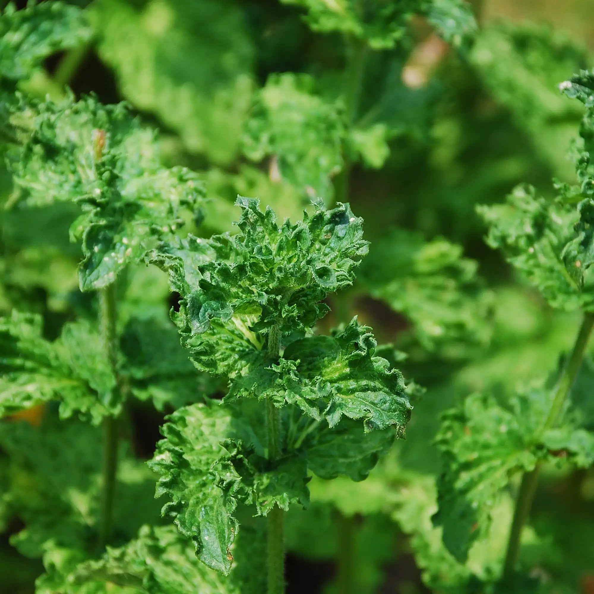 Close-up of curly mint plant with deep green leaves on upright stems