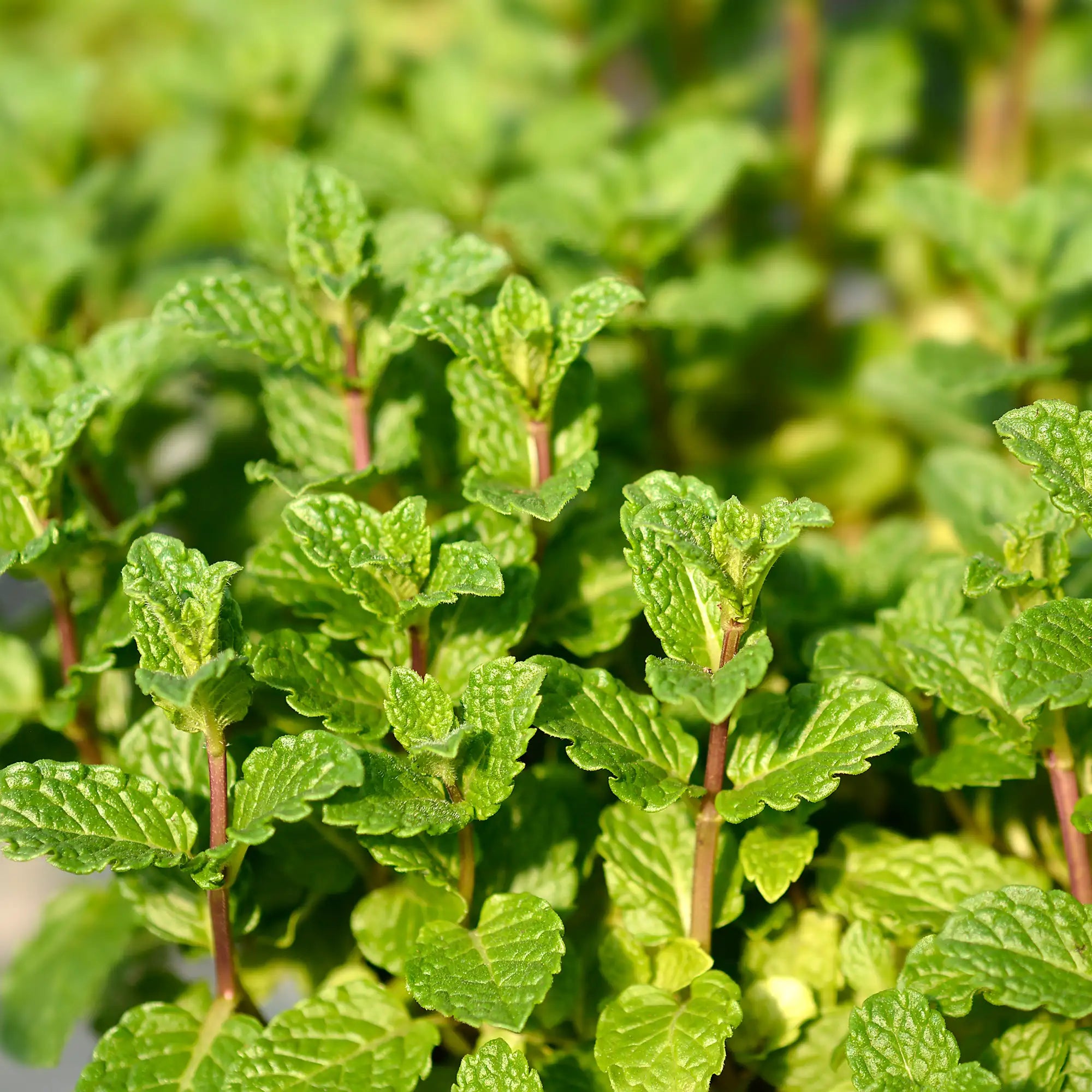 Close-up of green morrocan mint plants with a blurred background