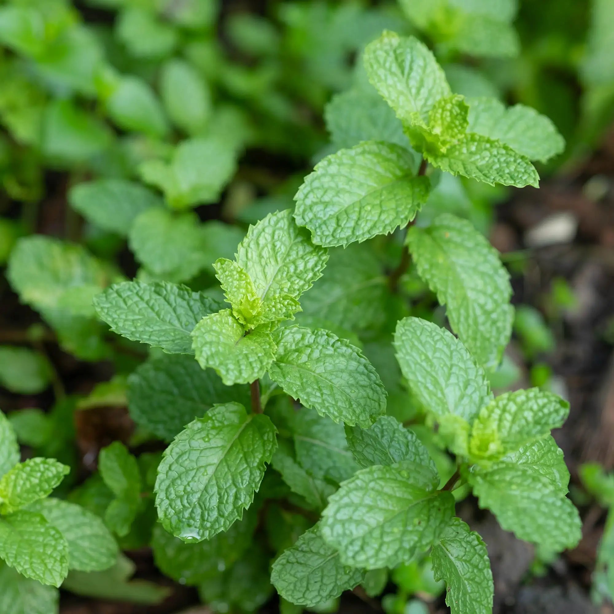 Close-up of green peppermint mint leaves on plant in garden
