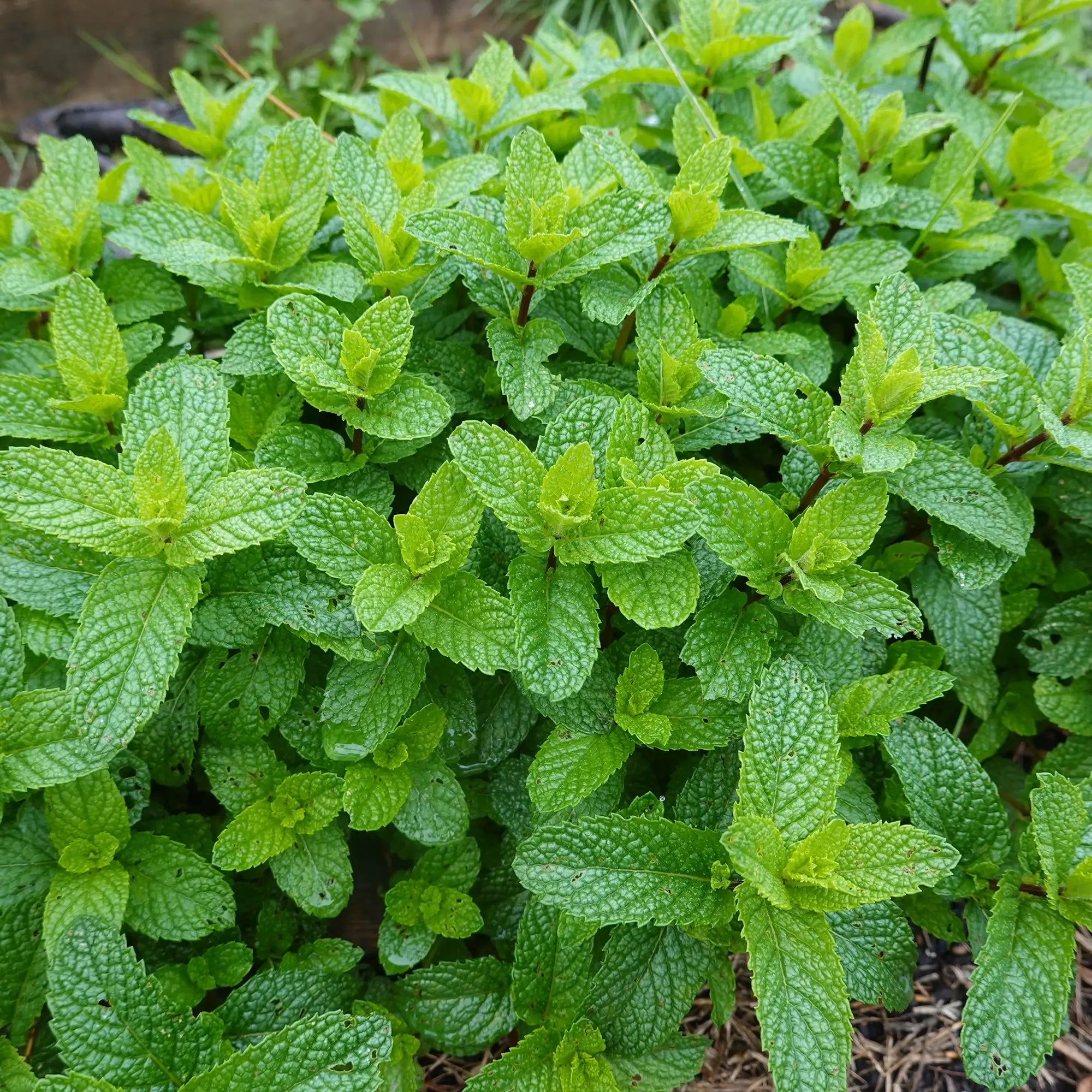Close-up of a lush green spearmint mint plant in garden with straw mulch