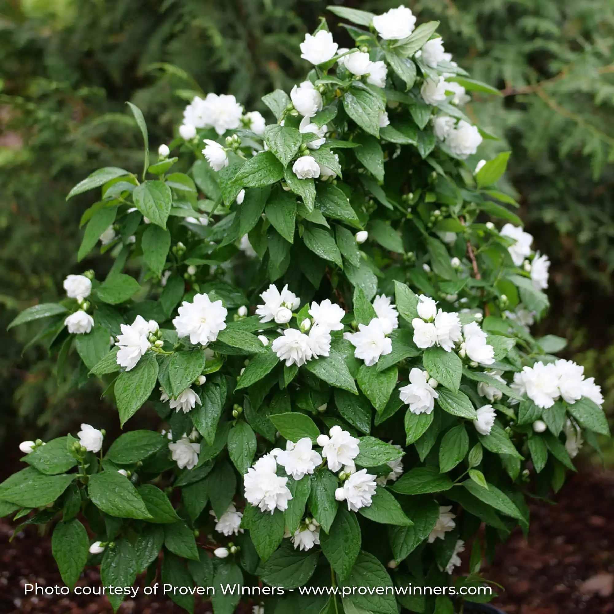 Mock Orange 'Illuminati Spice®'