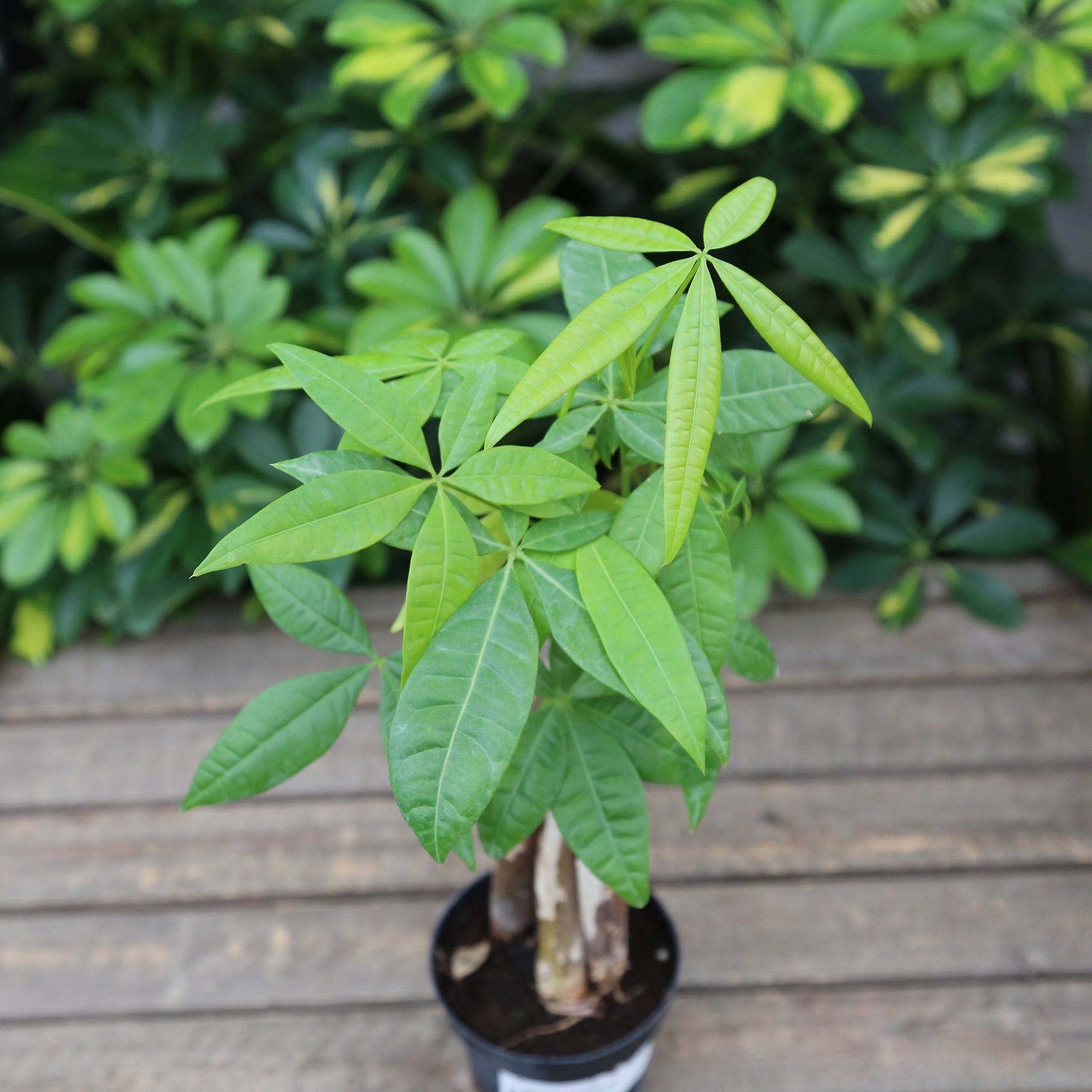 Money Tree