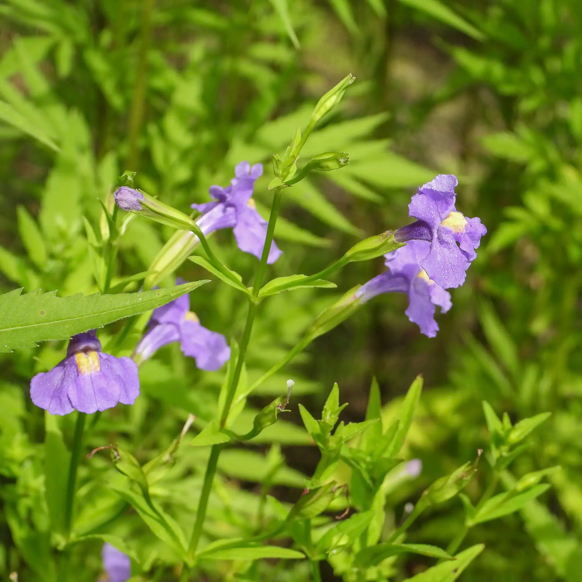 Purple flowers blooming on a native Monkey Flower