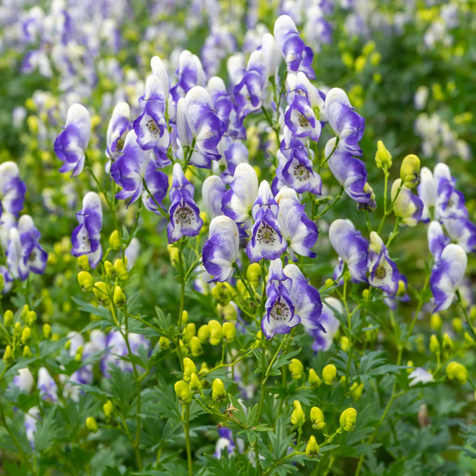 Close-up of Dark Blue and White Monkshood in a garden.