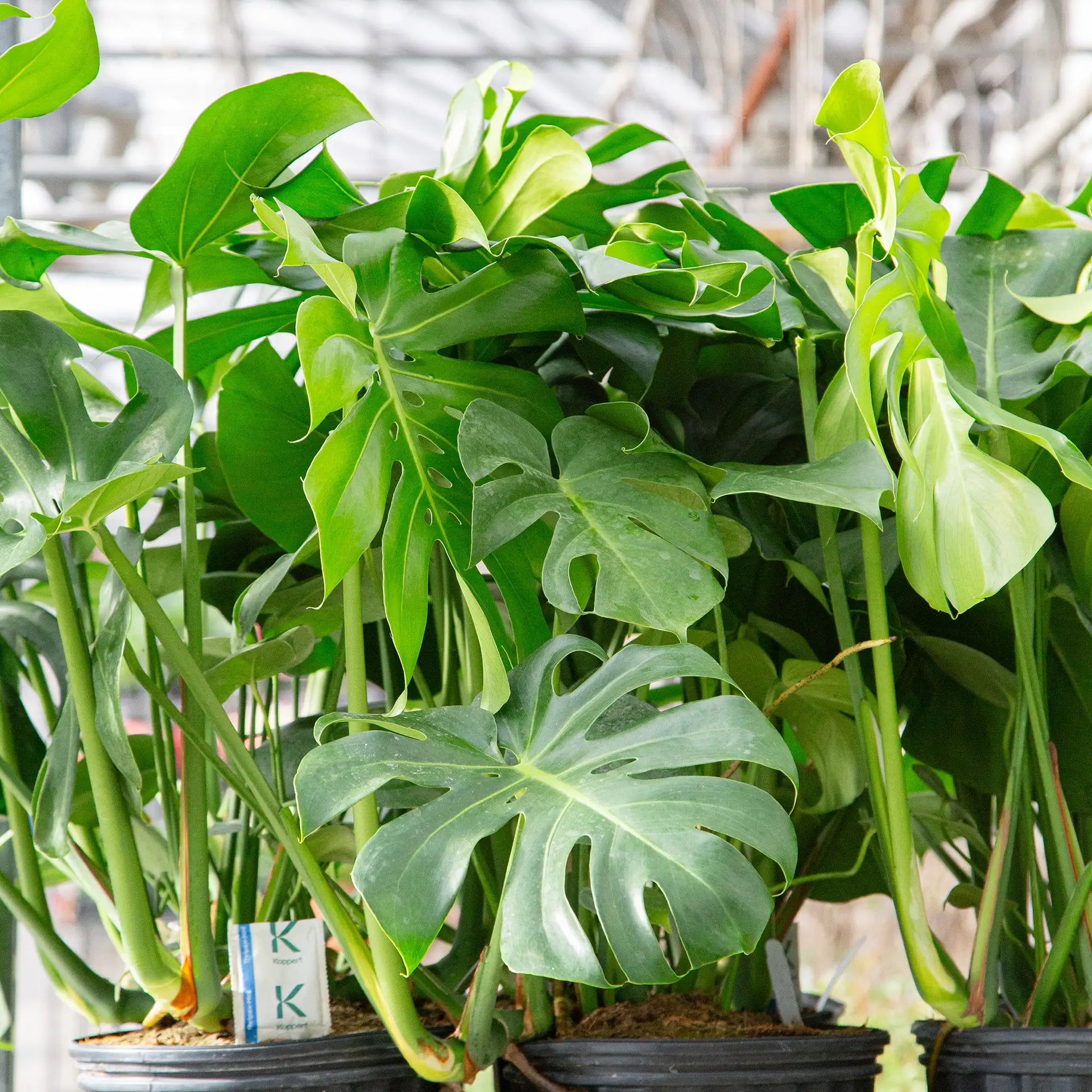 Monstera 'Swiss Cheese' – Vandermeer Nursery Ltd