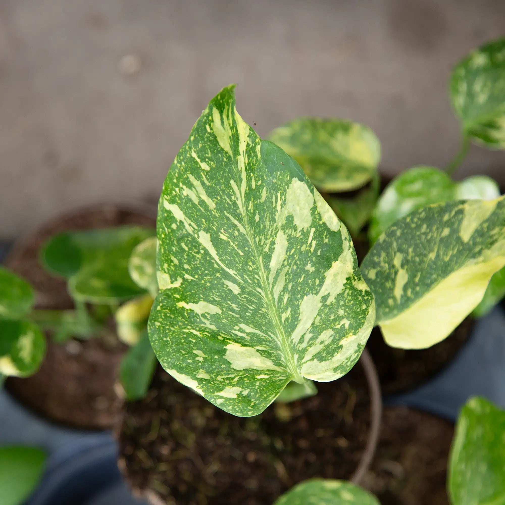 Monstera 'Electrolyte'