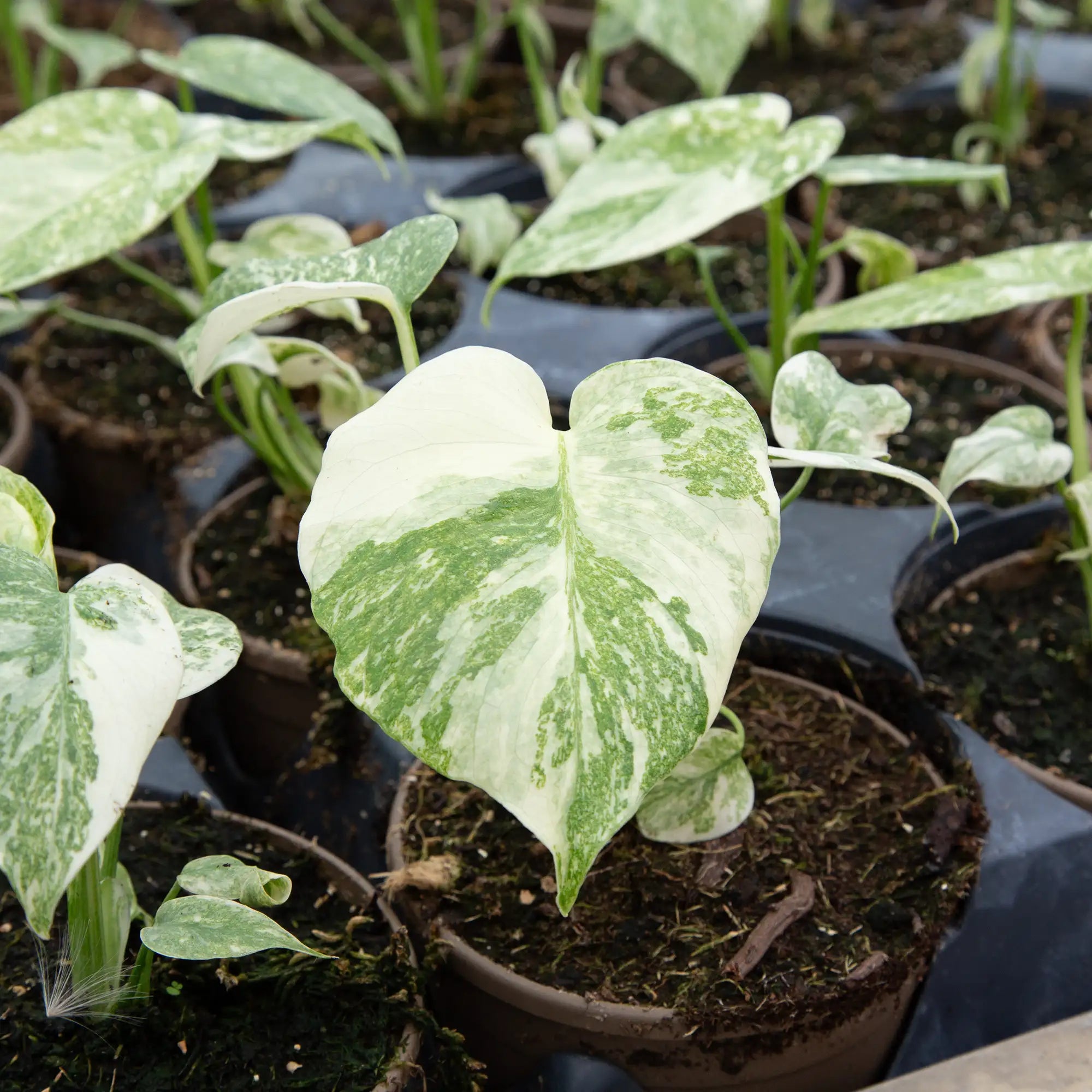 Monstera 'Legacy'