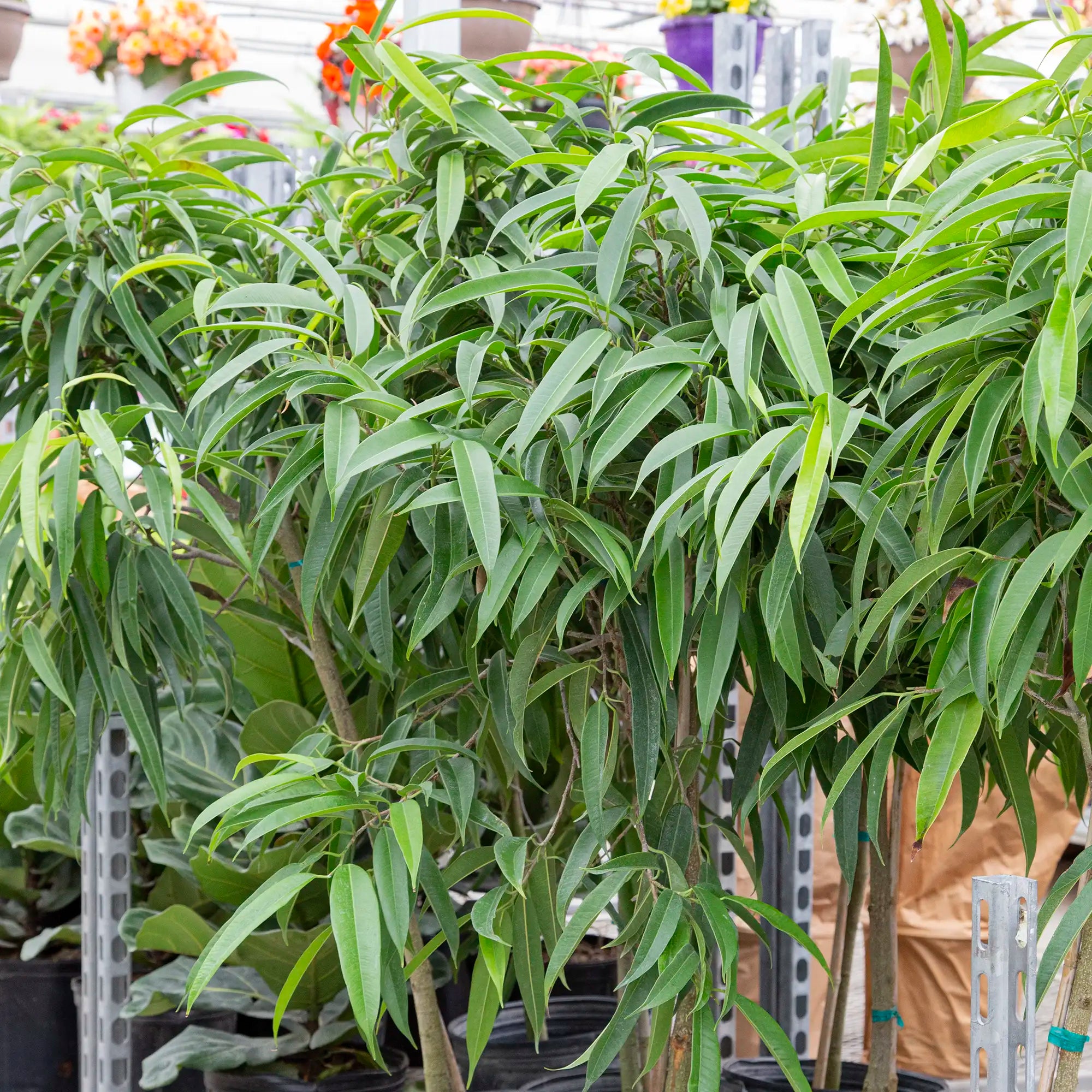 Ficus 'Alii'