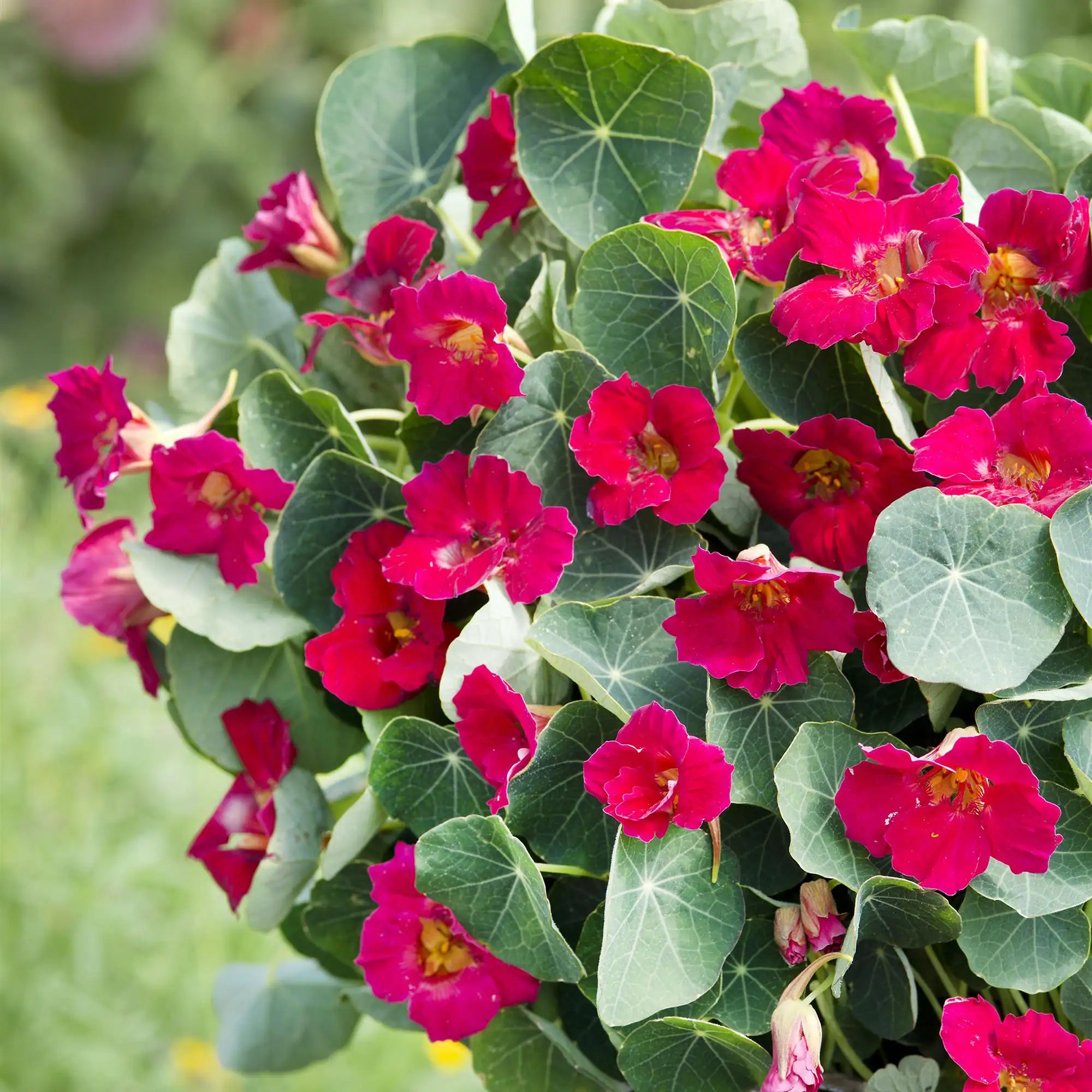 Nasturtium 'Baby Rose'