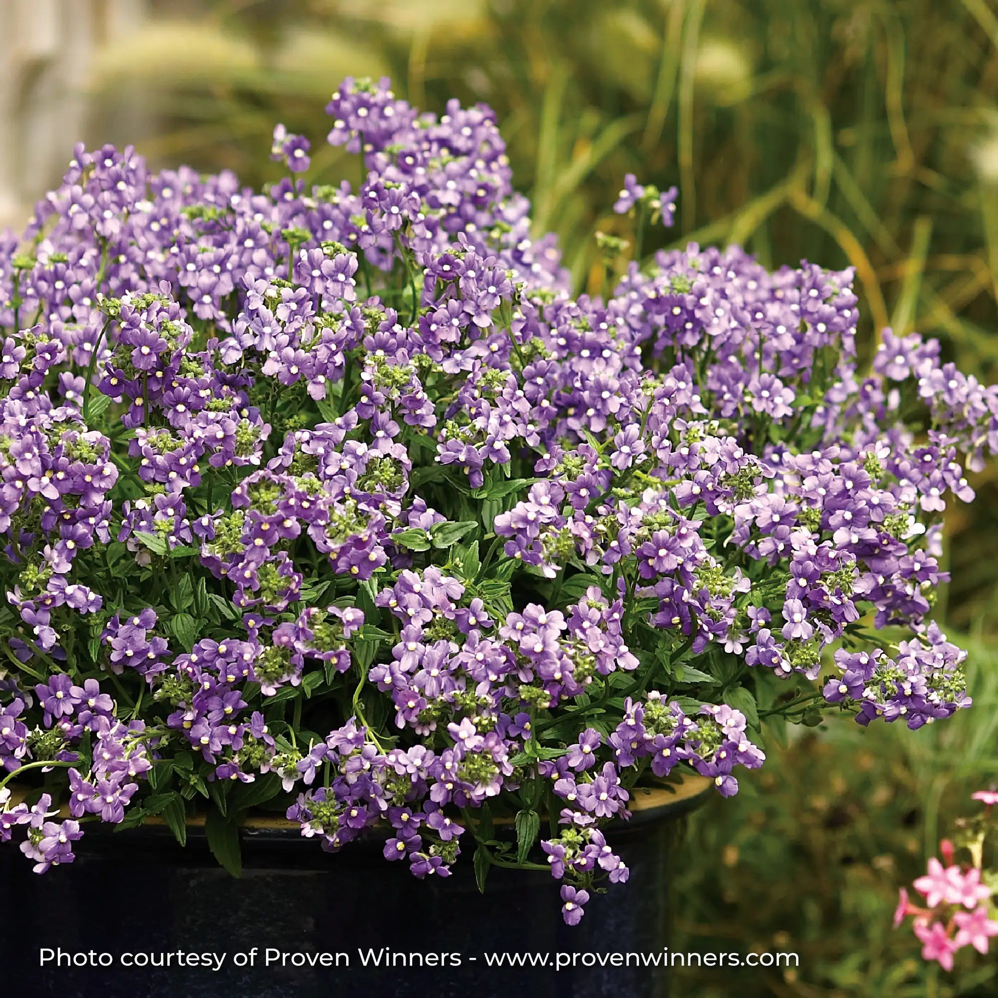 Nemesia 'Bluebird'