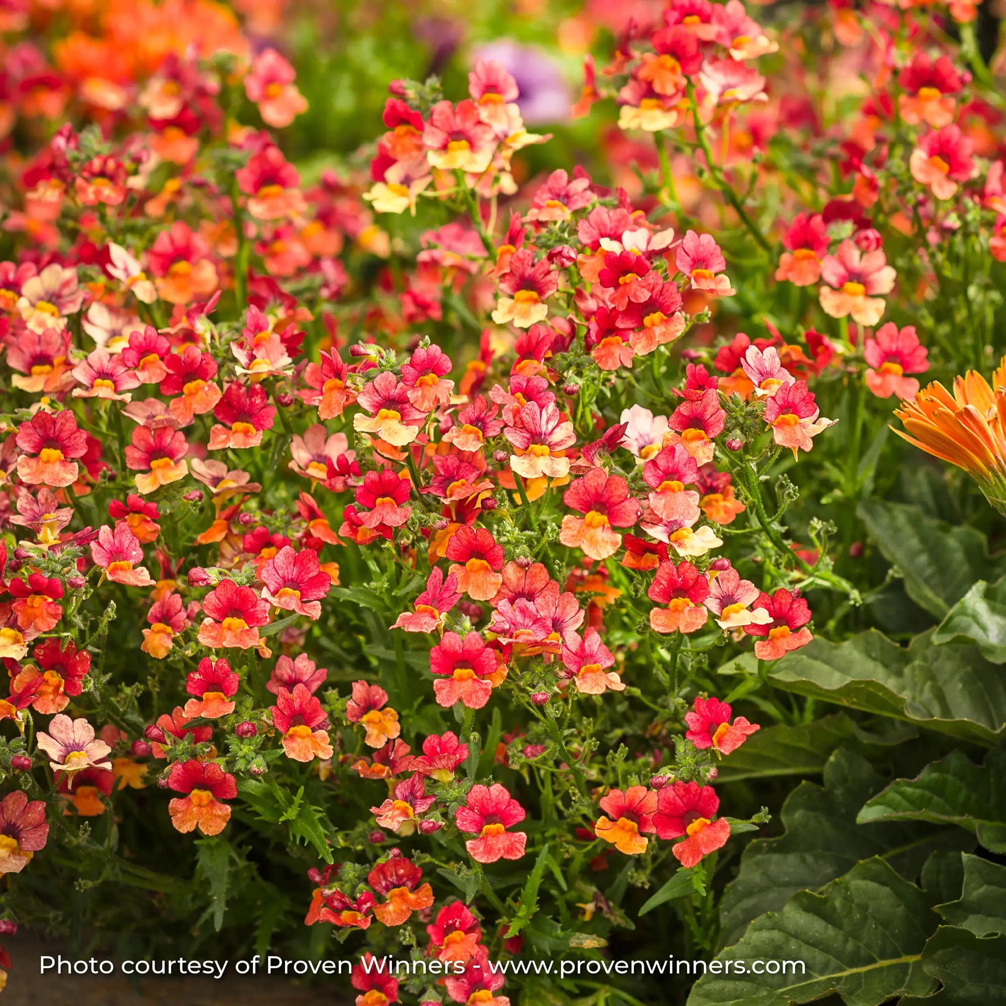 Nemesia 'Sunsatia® Blood Orange™'