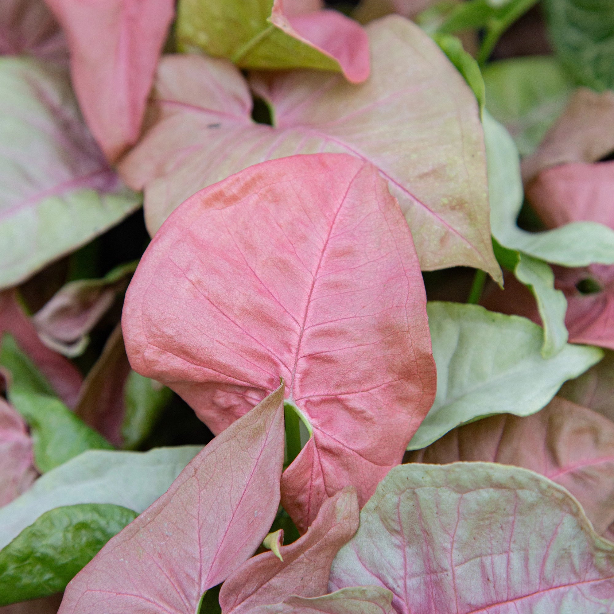 Arrowhead Vine 'Neon'