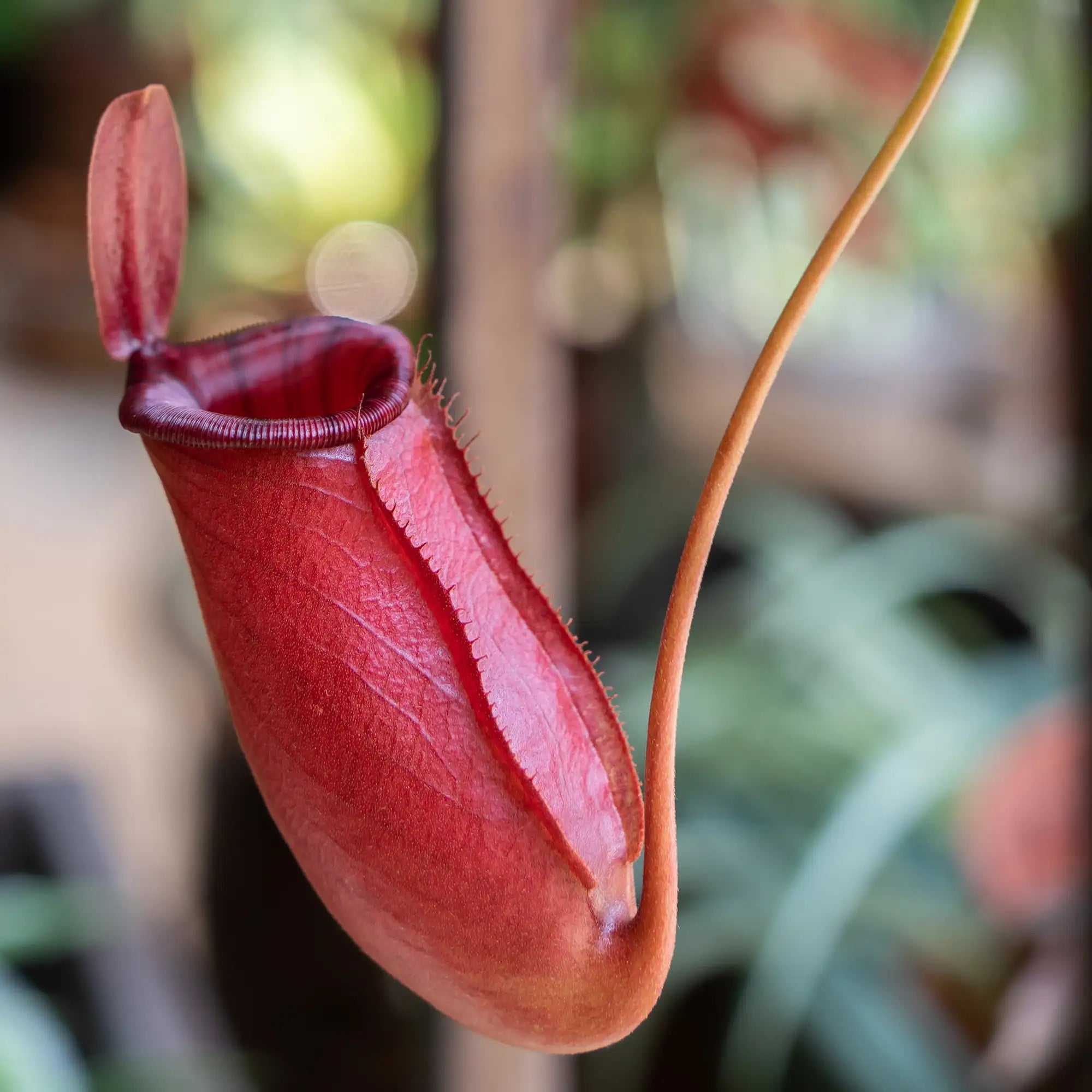 A close-up of a red pitcher plant with an open trap and a long orange style, set against a blurred natural background.