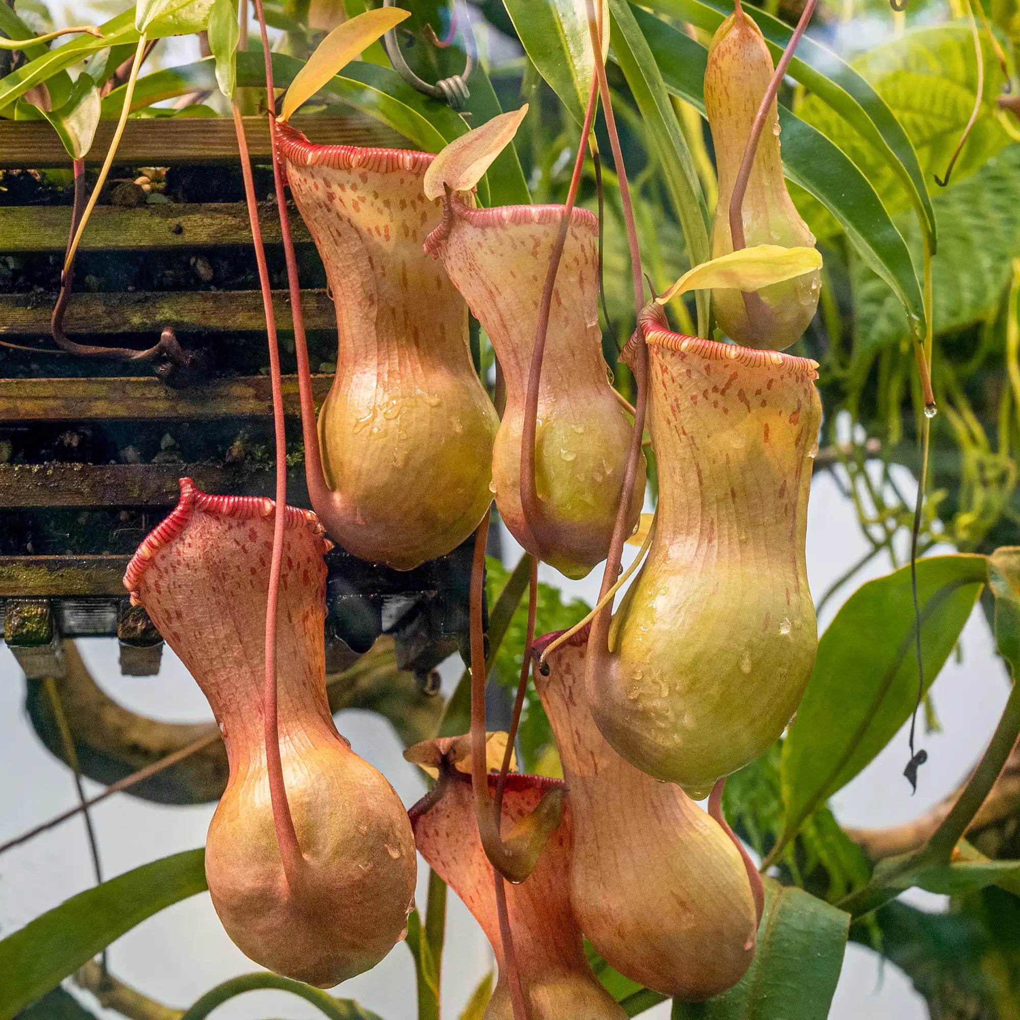 Pitcher Plant Ventricosa