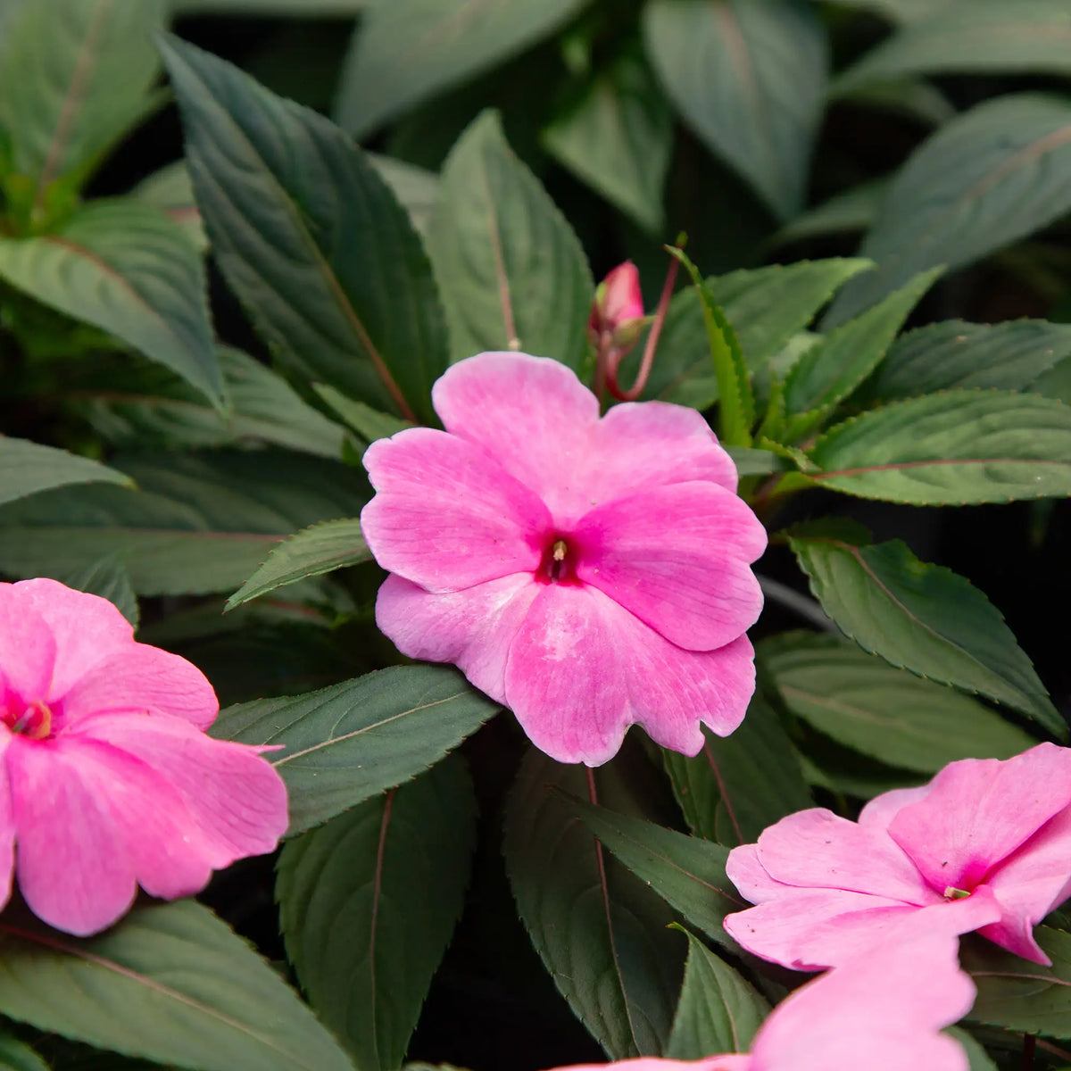 Close-up of light pink New Guinea Impatien with dark green foliage in a greenhouse setting.