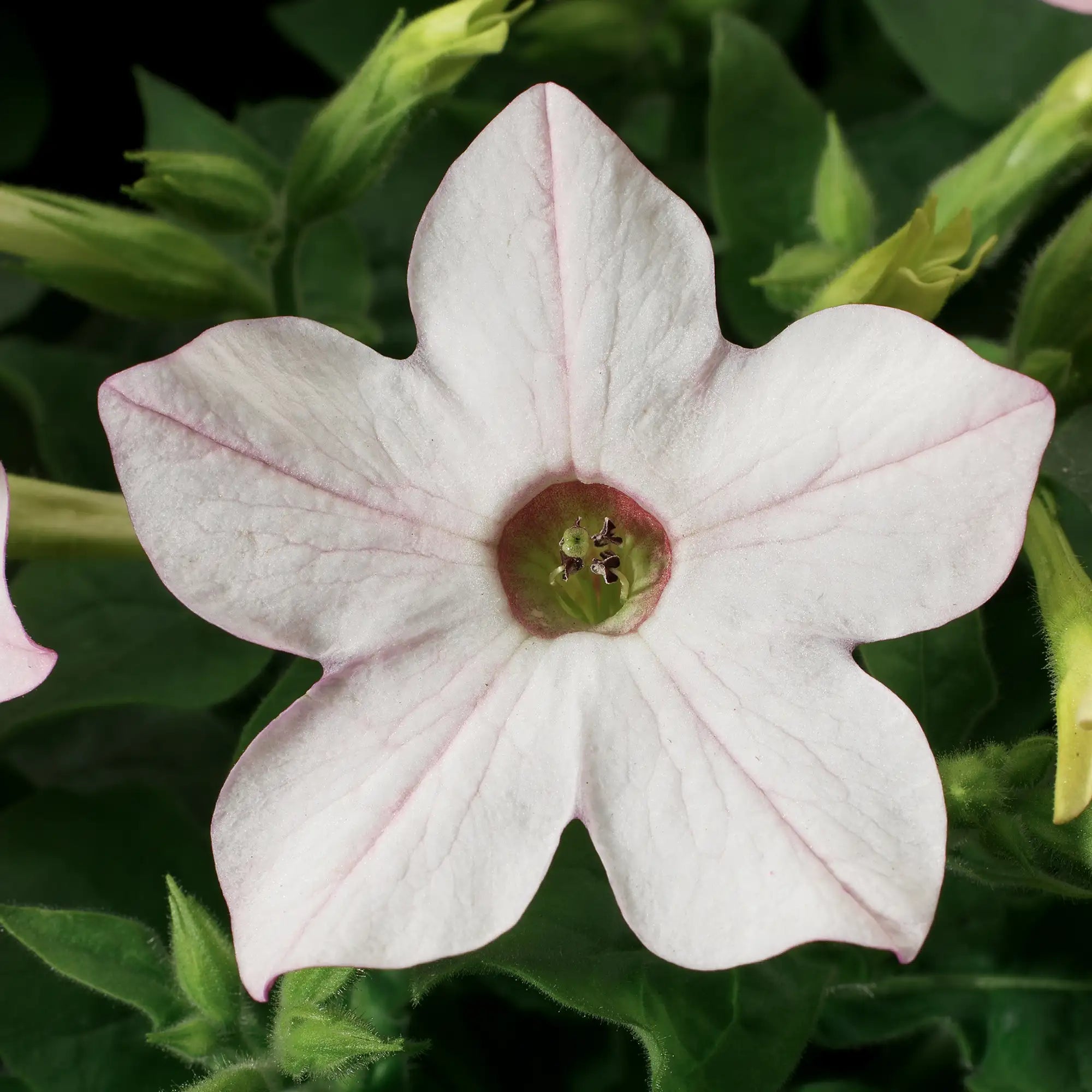 Nicotiana 'Saratoga™ Appleblossom'