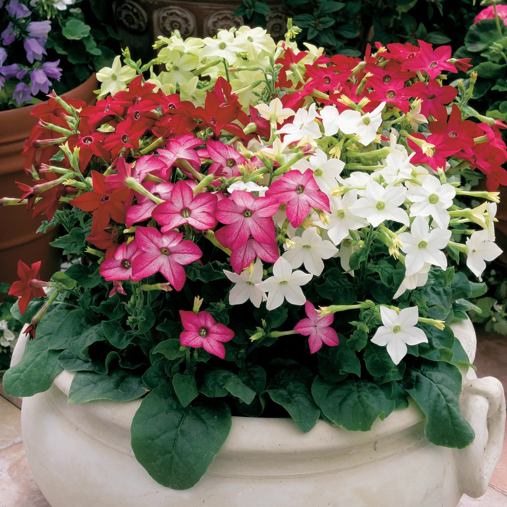 Nicotiana 'Saratoga™ Mix'