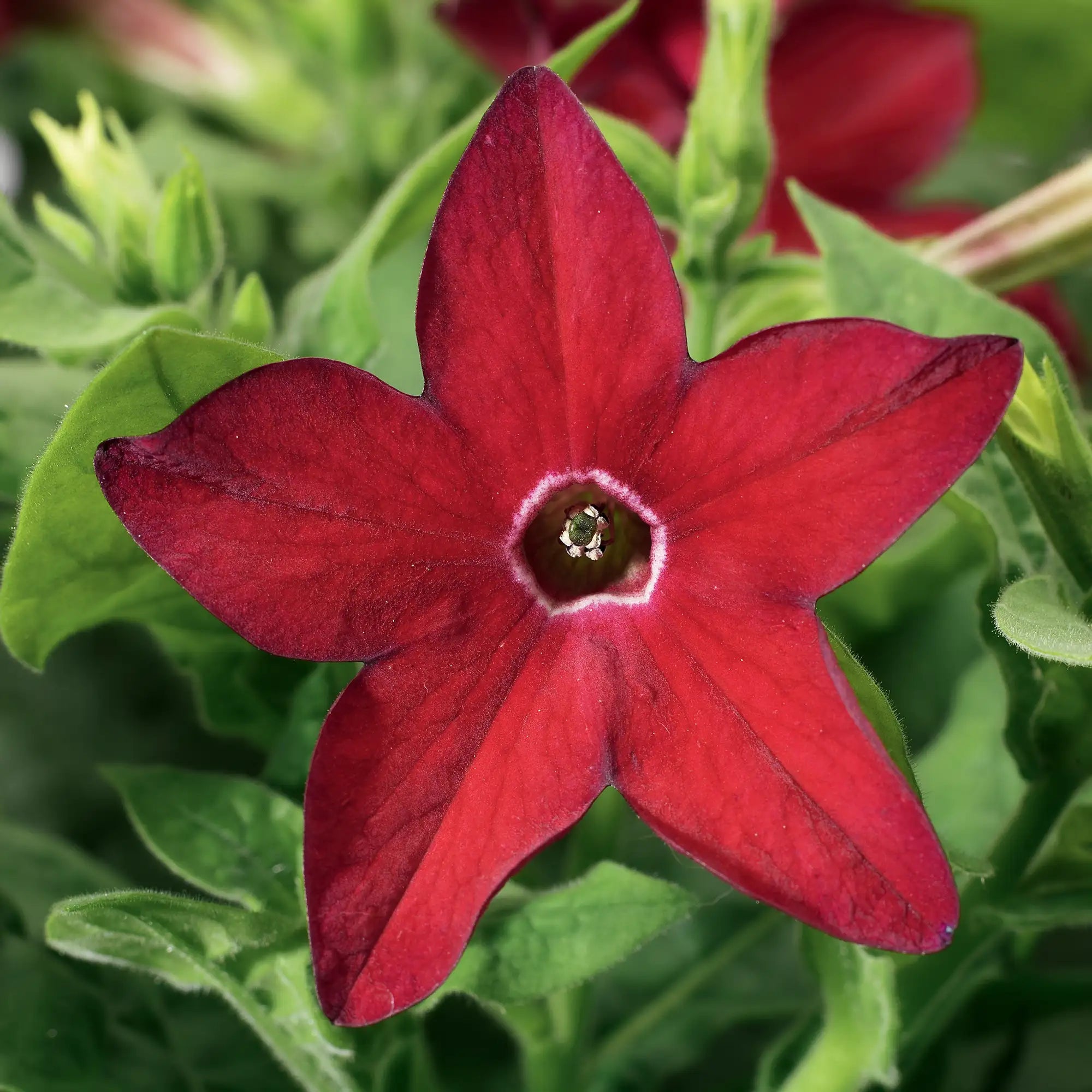 Nicotiana 'Saratoga™ Red'
