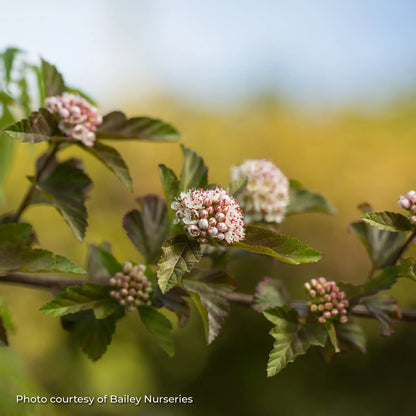 Ninebark 'Amber Jubilee™'