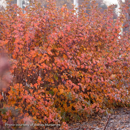 Ninebark 'Amber Jubilee™'