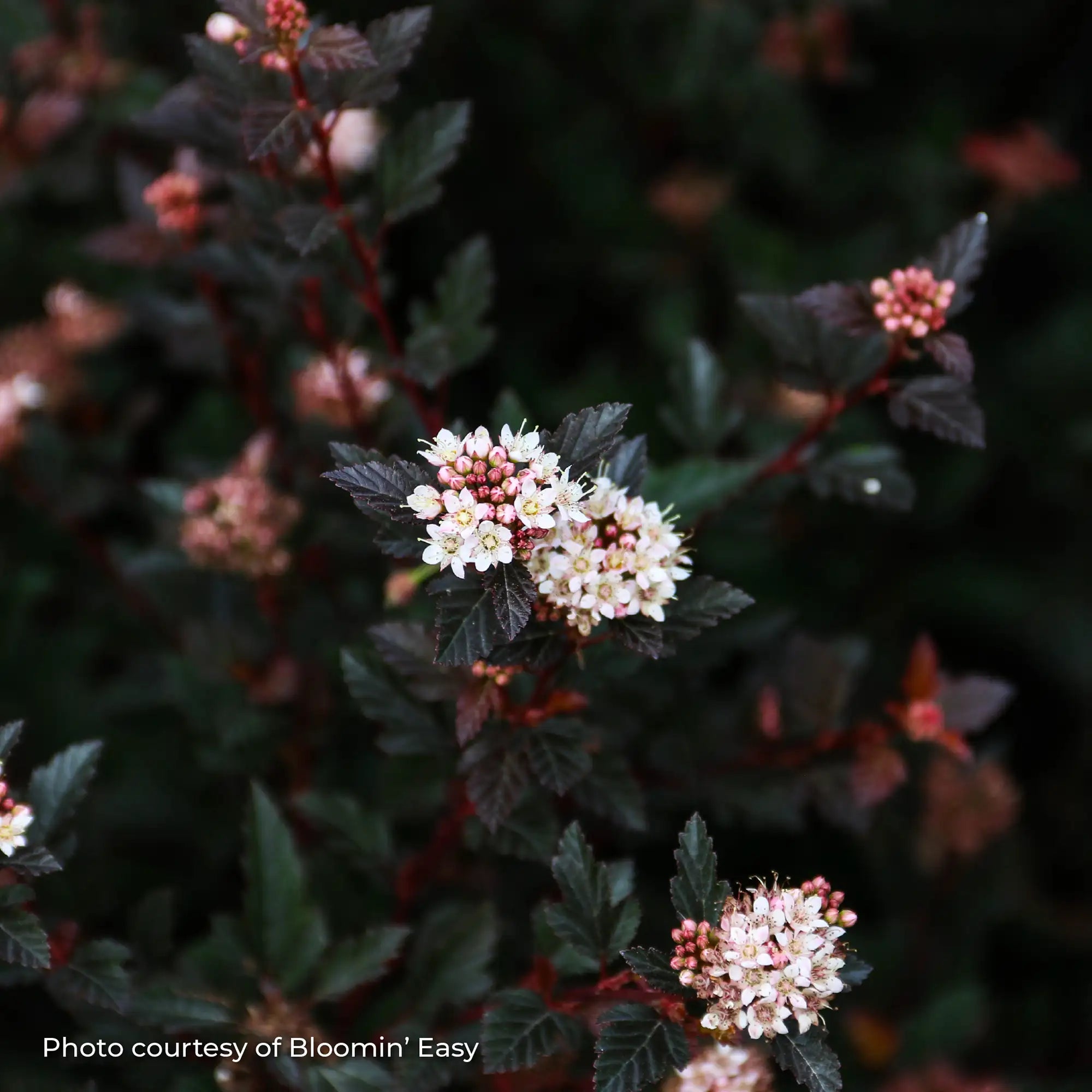 Ninebark 'Calico Kitty™'