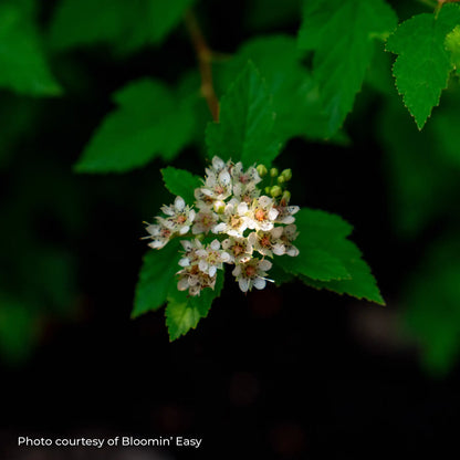 Ninebark 'Cougar Cub™'