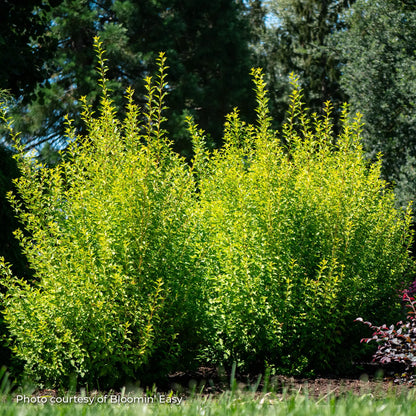 Ninebark 'Cougar Cub™'