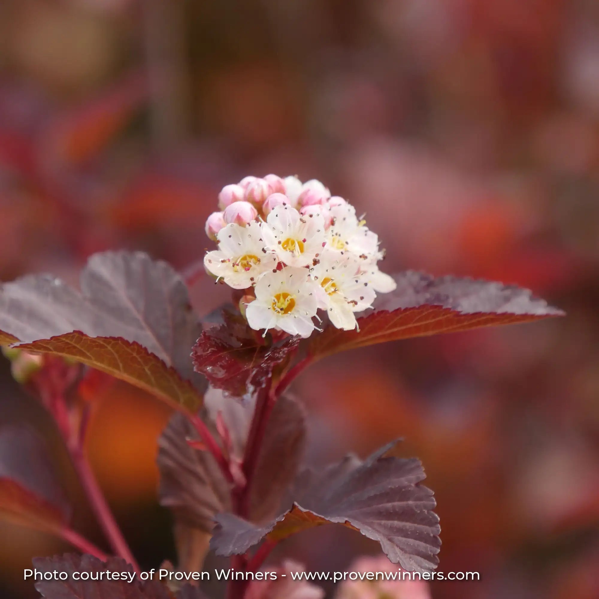 Ninebark 'Ginger Wine®'