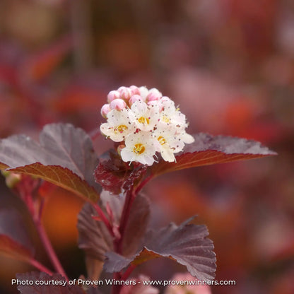 Ninebark 'Ginger Wine®'