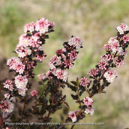 Ninebark 'Tiny Wine®'
