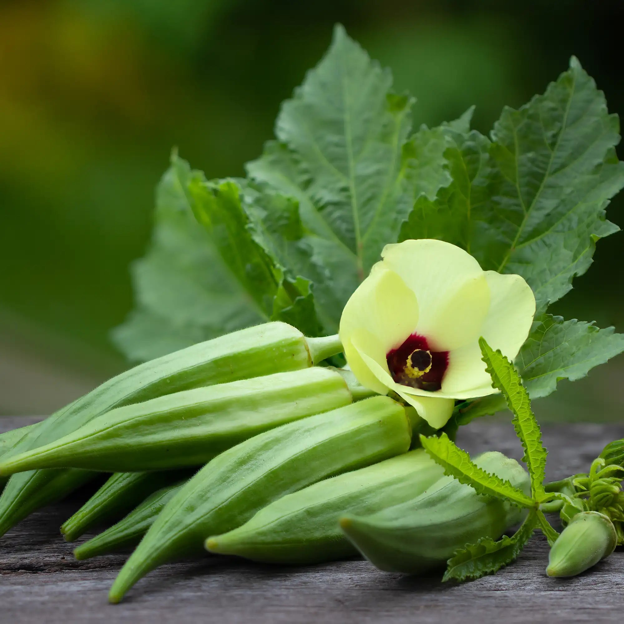 Green okra with a flower on a wooden table