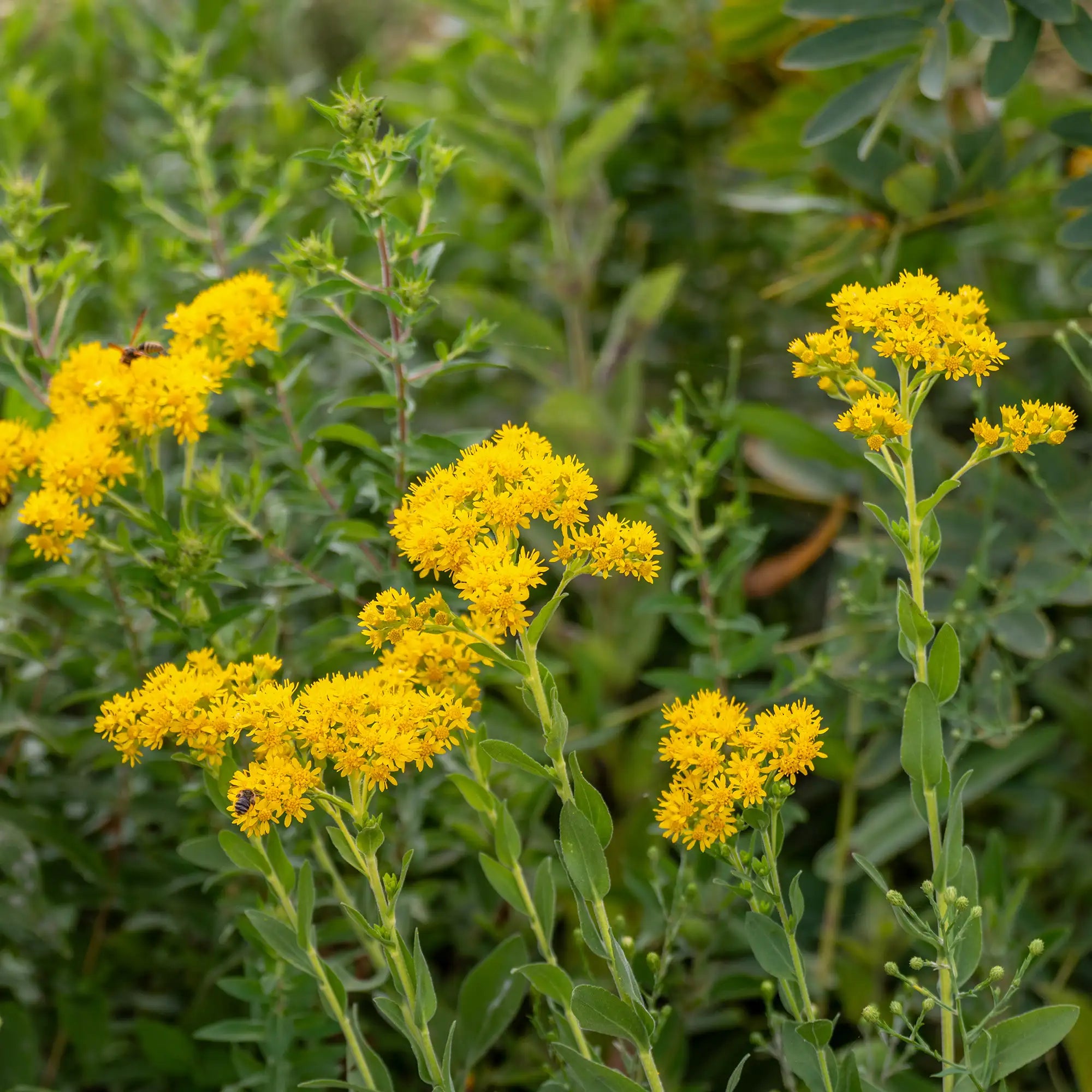 Goldenrod Stiff-Leaved
