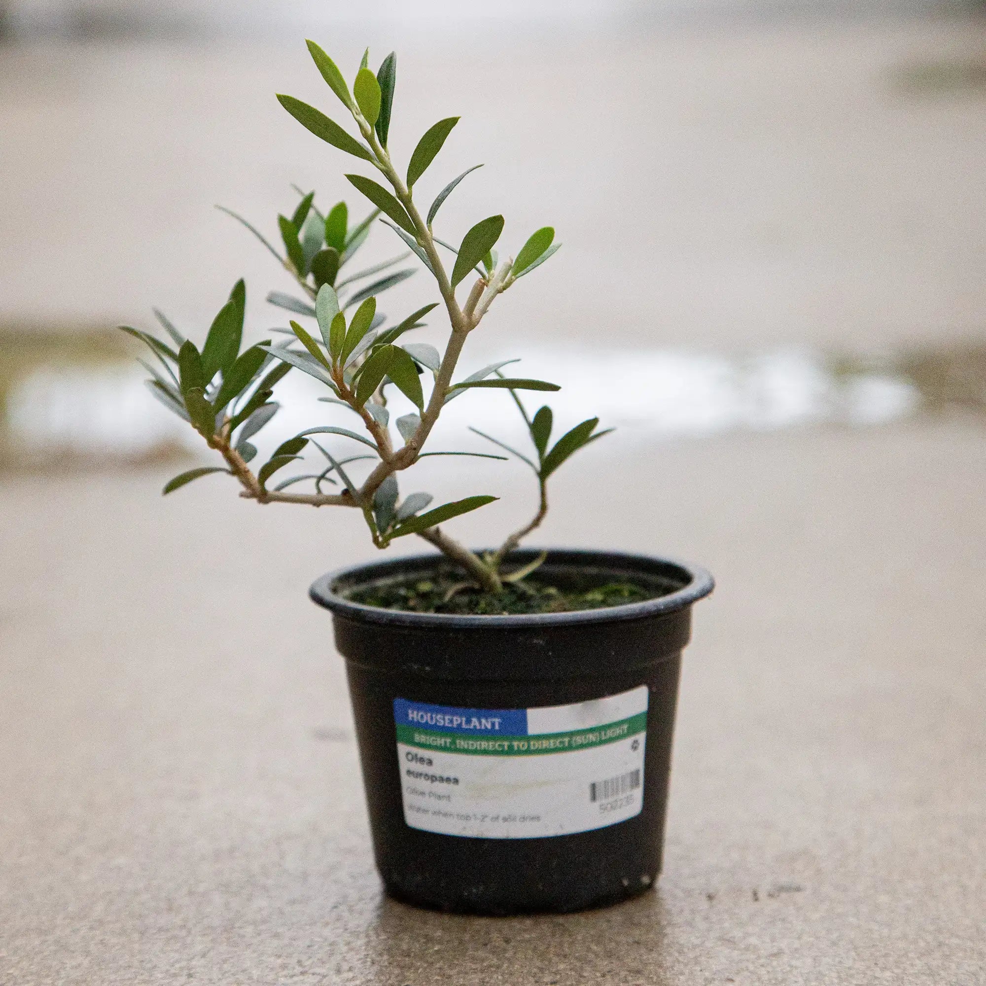 Olive Plant