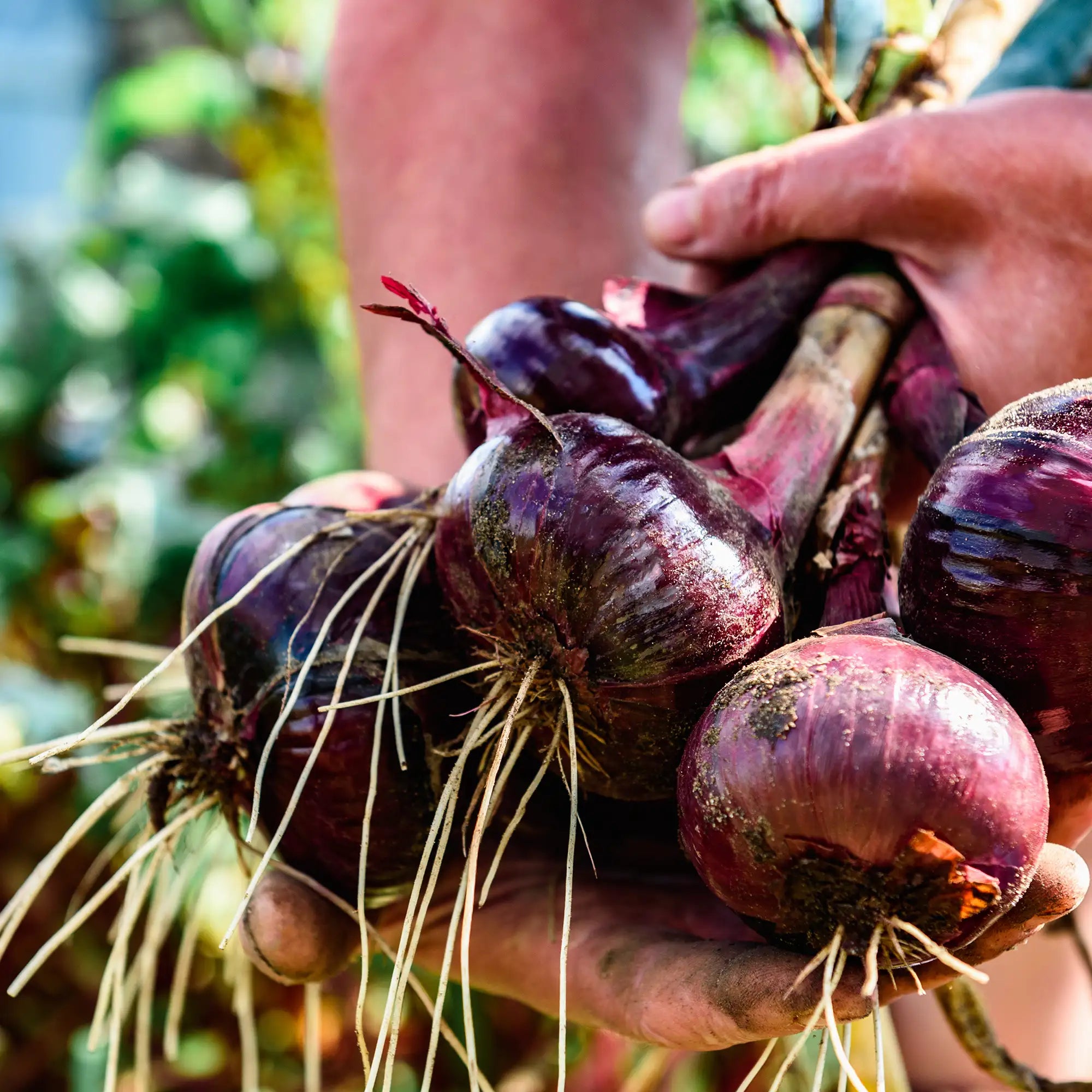 Person holding a bundle of freshly harvested red onions with a blurred natural background