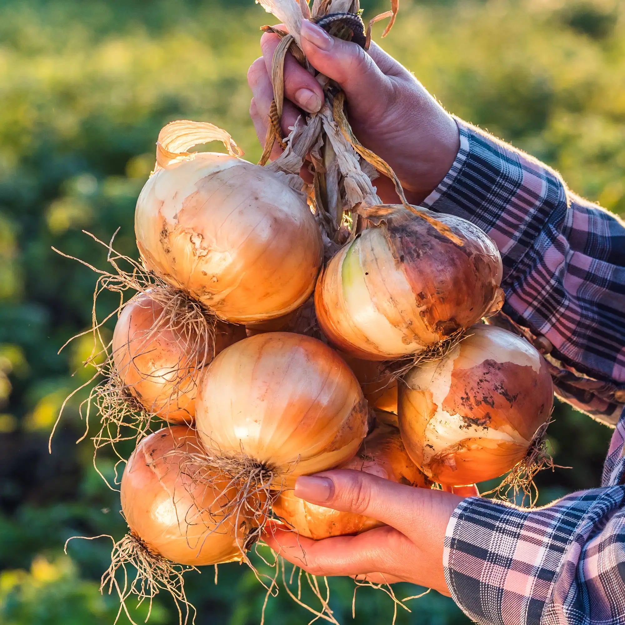Onion 'Walla Walla'