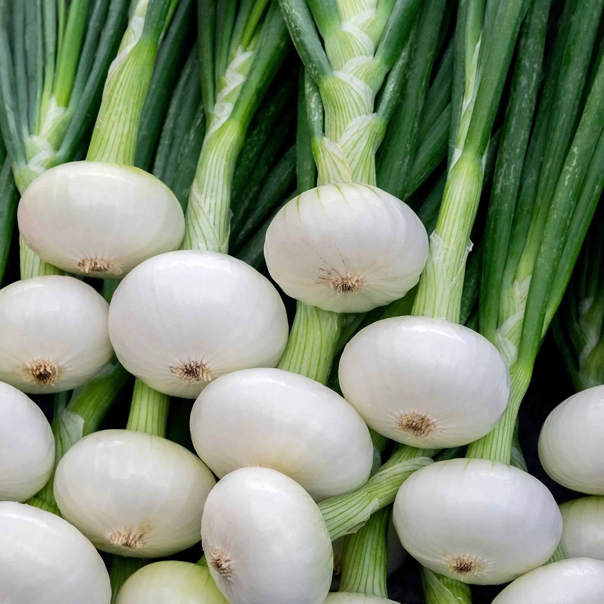 Onion White Sweet/Spanish