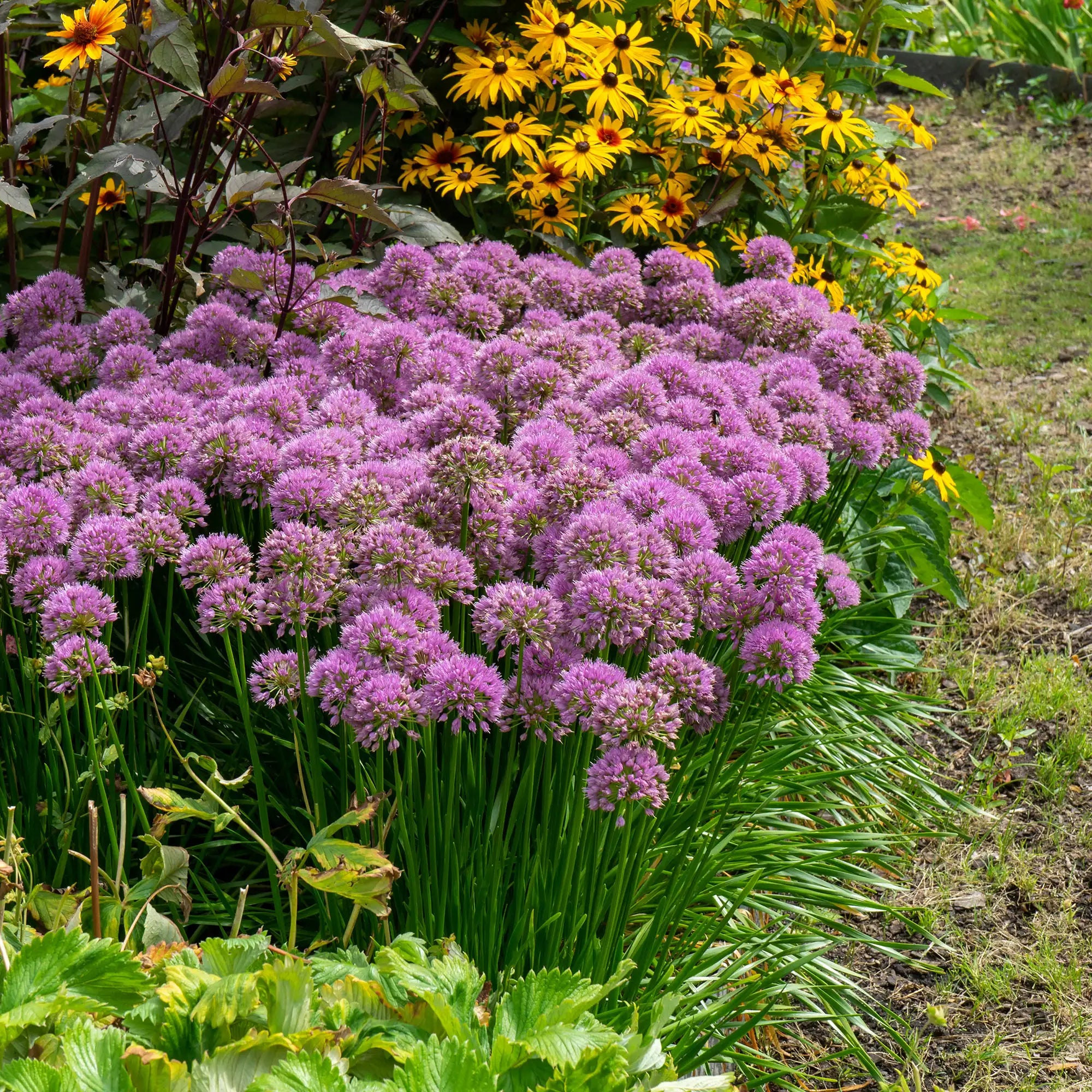 Dark Pink Allium in a garden. 