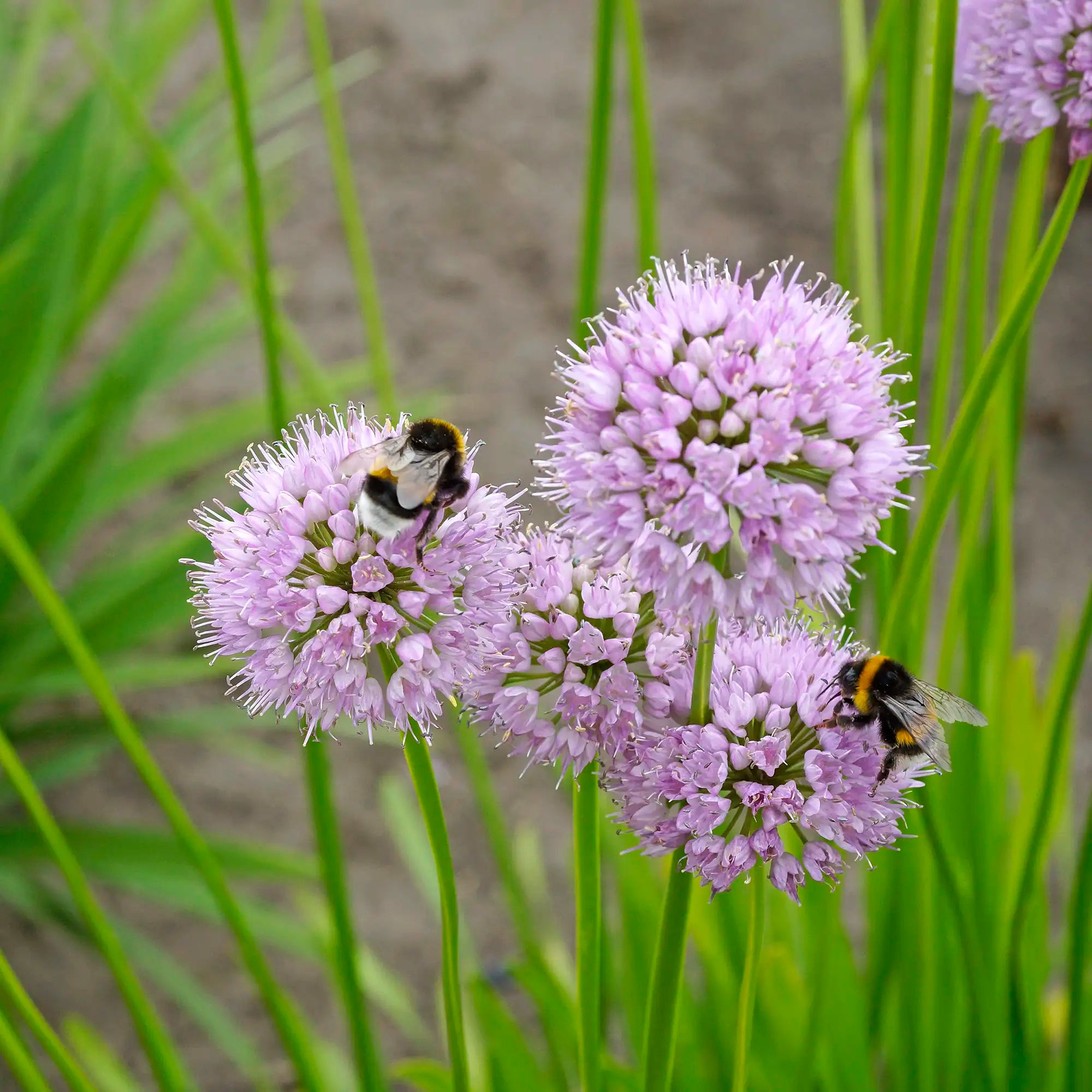 Close-up of Light Pink Allium.